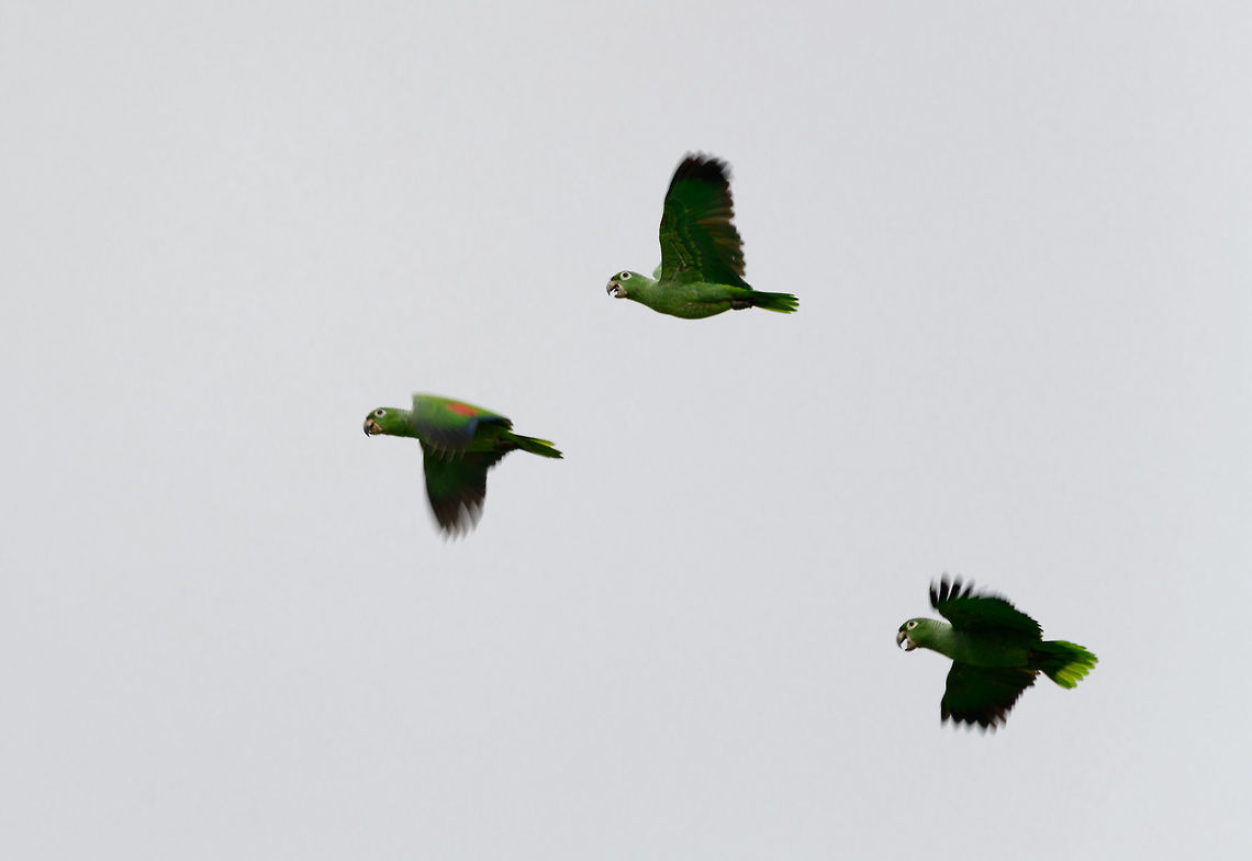 Mealy Amazon in flight, Uraba, Colombia Flying overhead. Don&#039;t like the white sky, but their pose really represents their flight: very vocal, very loud. Amazona farinosa,Antioquia,Colombia,Colombia Choco & Pacific region,Fall,Geotagged,South America,Southern Mealy Amazon,Uraba,Urabá,World