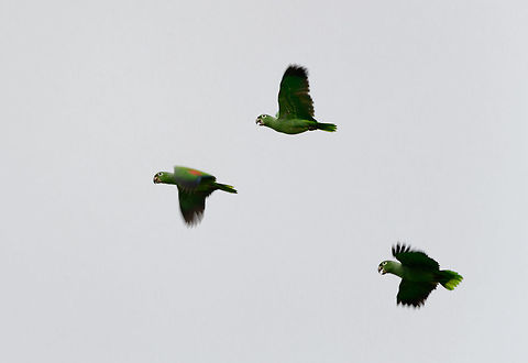 Mealy Amazon in flight, Uraba, Colombia Flying overhead. Don't like the white sky, but their pose really represents their flight: very vocal, very loud. Amazona farinosa,Antioquia,Colombia,Colombia Choco & Pacific region,Fall,Geotagged,South America,Southern Mealy Amazon,Uraba,Urabá,World