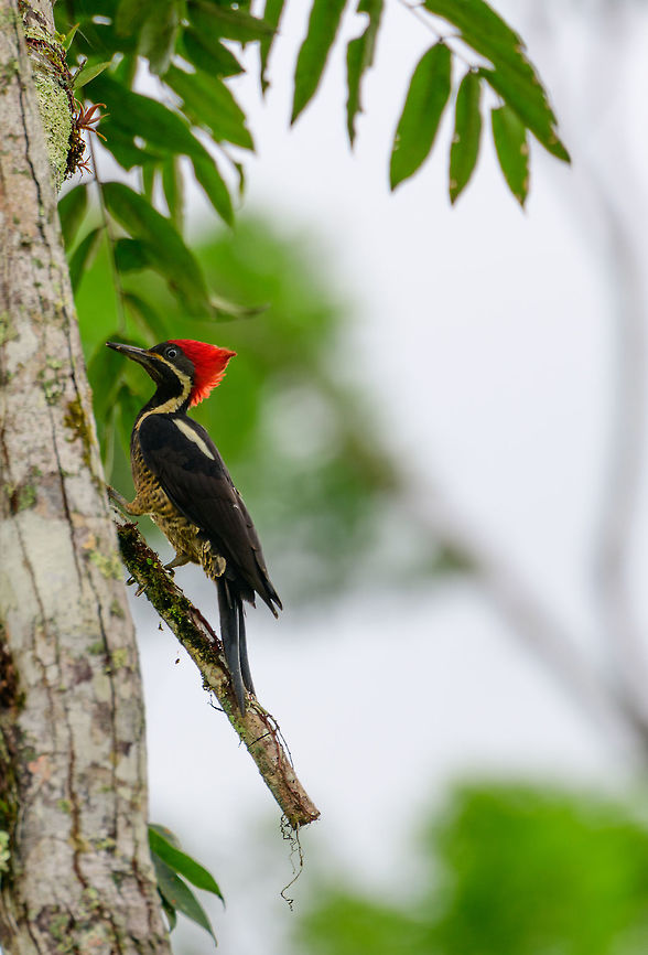 Large woodpecker, Uraba, Colombia My guess is a female lineated woodpecker. Checking it with my guide, will update this post once I&#039;m sure. Antioquia,Colombia,Colombia Choco & Pacific region,Dryocopus lineatus,Fall,Geotagged,Lineated woodpecker,South America,Uraba,Urabá,World