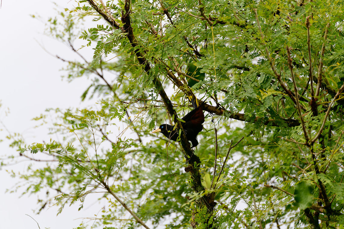 Crested oropendola - side view, Uraba, Colombia Note how intense turquoise their eyes are, even from a distance. Antioquia,Colombia,Colombia Choco & Pacific region,Fall,Geotagged,Psarocolius decumanus,South America,Uraba,Urabá,World,crested oropendola