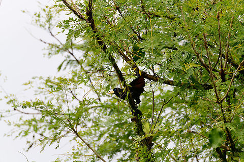 Crested oropendola - side view, Uraba, Colombia Note how intense turquoise their eyes are, even from a distance. Antioquia,Colombia,Colombia Choco & Pacific region,Fall,Geotagged,Psarocolius decumanus,South America,Uraba,Urab&aacute;,World,crested oropendola