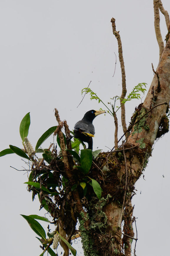 Crested oropendola - on nest, Uraba, Colombia Very remote crop of a crested oropendola seemingly engaged in nest building. Yet reading some more on their nest building behavior, they are described as building hanging, woven nests. So this is probably some other bird&#039;s nest.  Antioquia,Colombia,Colombia Choco & Pacific region,Fall,Geotagged,Psarocolius decumanus,South America,Uraba,Urabá,World,crested oropendola