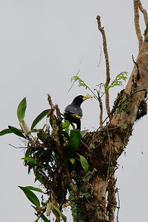 Crested oropendola - on nest, Uraba, Colombia Very remote crop of a crested oropendola seemingly engaged in nest building. Yet reading some more on their nest building behavior, they are described as building hanging, woven nests. So this is probably some other bird's nest.  Antioquia,Colombia,Colombia Choco & Pacific region,Fall,Geotagged,Psarocolius decumanus,South America,Uraba,Urab&aacute;,World,crested oropendola