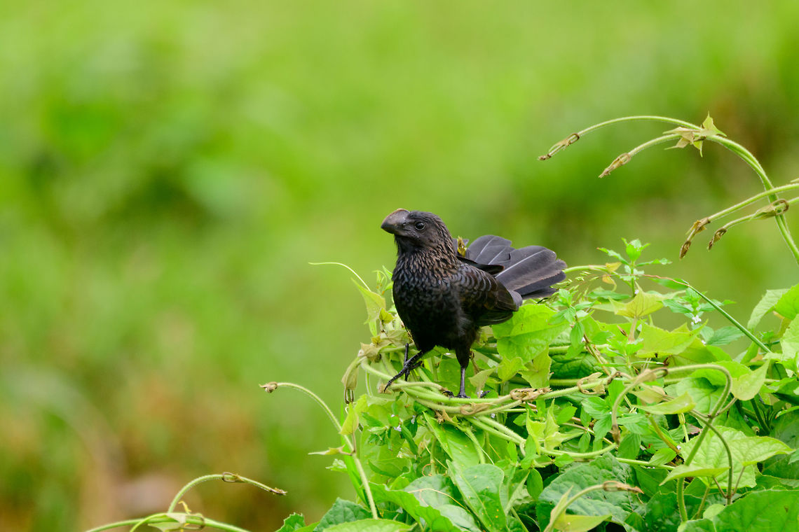 Smooth-billed Ani on bushes - closeup, Uraba, Colombia Another observation of this common bird. During this trip we developed a family joke. "Annie" is a very common dutch female name, and in fact the first name of my mother-in-law, Henriette's mother. Given her appearance we started referring to her as the "grey-capped ani". <br />
<br />
Here's to hoping she never finds this. Luckily she doesn't understand English very well.  Antioquia,Colombia,Colombia Choco & Pacific region,Crotophaga ani,Fall,Geotagged,Smooth-billed ani,South America,Uraba,Urab&aacute;,World