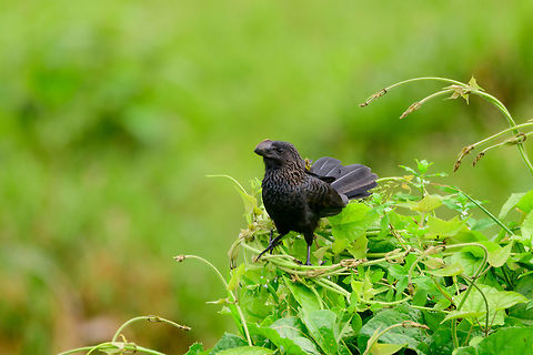 Smooth-billed Ani on bushes - closeup, Uraba, Colombia Another observation of this common bird. During this trip we developed a family joke. "Annie" is a very common dutch female name, and in fact the first name of my mother-in-law, Henriette's mother. Given her appearance we started referring to her as the "grey-capped ani". 

Here's to hoping she never finds this. Luckily she doesn't understand English very well.  Antioquia,Colombia,Colombia Choco & Pacific region,Crotophaga ani,Fall,Geotagged,Smooth-billed ani,South America,Uraba,Urab&aacute;,World
