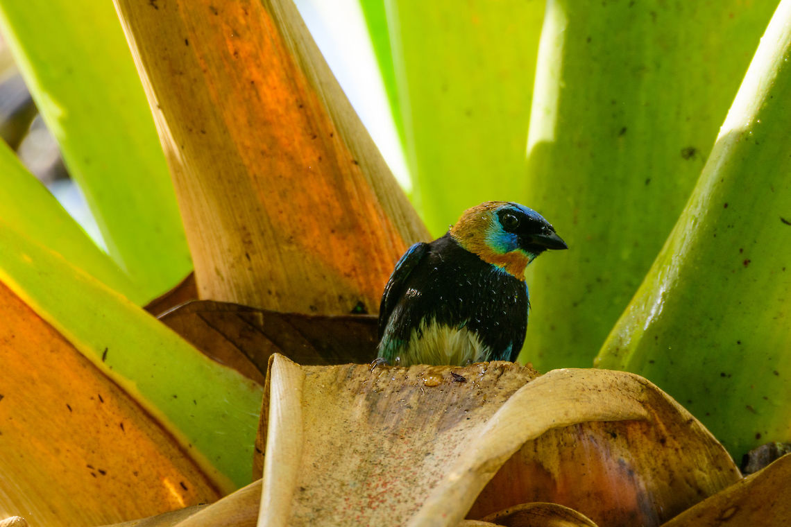 Golden-hooded tanager taking a bath, Uraba, Colombia This Golden-hooded tanager landed on top of some type of palm-like tree that had some leafs with puddles of water in them, and proceeded to take a bath several minutes long. Very entertaining to watch, and an interesting interaction between these tiny water collections and the bird, as I know these puddles are also often used by tree frogs. <br />
<br />
If you look closely you can see how their feathers are water proof. Antioquia,Colombia,Colombia Choco & Pacific region,Fall,Geotagged,Golden-hooded tanager,South America,Tangara larvata,Uraba,Urab&aacute;,World