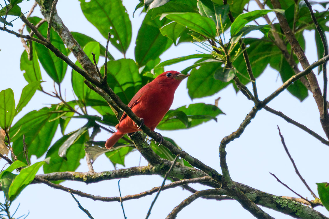 Summer Tanager, Uraba, Colombia  Antioquia,Colombia,Colombia Choco & Pacific region,Fall,Geotagged,Piranga rubra,South America,Summer Tanager,Uraba,Urabá,World