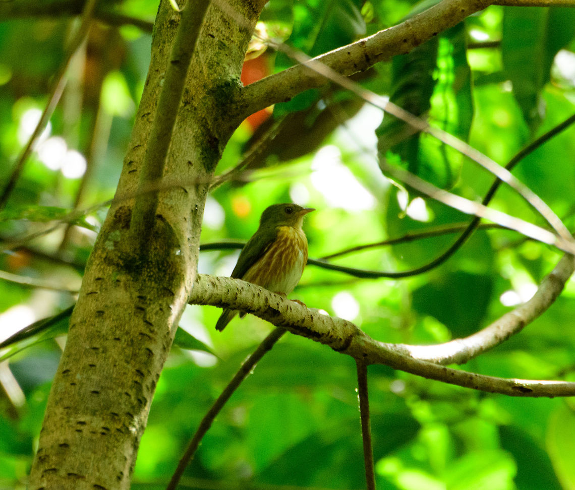 Striped Manakin - female, Uraba, Colombia Not happy with the messy, noisy shot, but happy to have found the species. Easy to identify as it is the only female of the manakins that is striped. Antioquia,Colombia,Colombia Choco & Pacific region,Machaeropterus regulus,South America,Striped manakin,Uraba,Urabá,World
