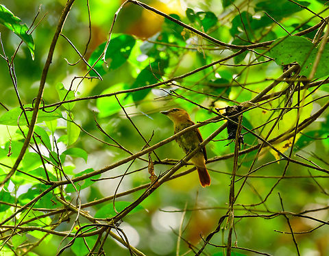 Cinamon Becard, Uraba, Colombia  Antioquia,Cinnamon becard,Colombia,Colombia Choco & Pacific region,Fall,Geotagged,Pachyramphus cinnamomeus,South America,Uraba,Urab&aacute;,World