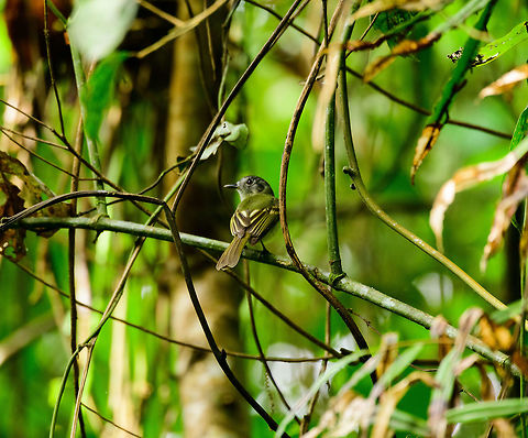 Slaty-capped flycatcher, Uraba, Colombia Antioquia,Colombia,Colombia Choco & Pacific region,Leptopogon superciliaris,Slaty-capped flycatcher,South America,Uraba,Urabá,World
