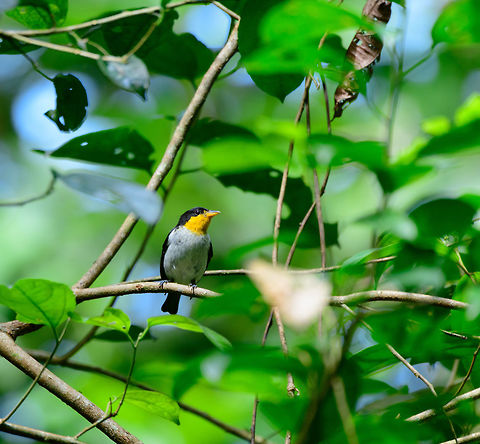 Yellow-backed tanager, Uraba, Colombia I suppose "yellow-throated tanager" was already taken, so let's just make up a name that makes zero sense :) Antioquia,Colombia,Colombia Choco & Pacific region,Fall,Geotagged,Hemithraupis flavicollis,South America,Uraba,Urab&aacute;,World,Yellow-backed tanager