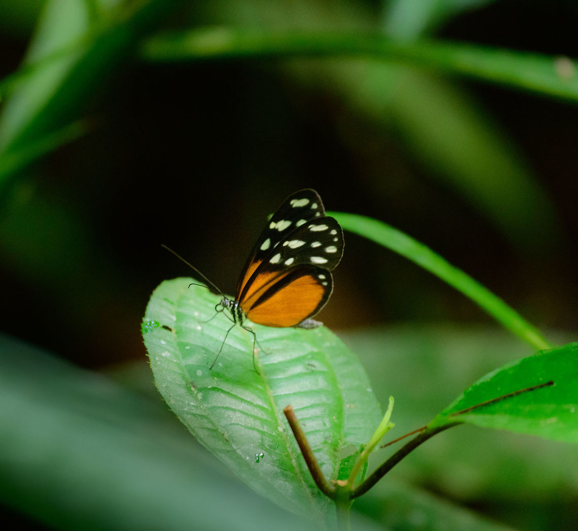 Virginiana Clearwing (Hyposcada virginiana), Uraba, Colombia No time to switch to macro, so a quick and sloppy shot with the tele. I'd normally not be motivated to share a poor shot like this, let alone spending time to identify it. I'm learning to persist though, as it often pays off. For example, in this case I had not expected this to be a clearwing. This is likely the virginiana virginiana sub species. Antioquia,Colombia,Colombia Choco & Pacific region,Fall,Geotagged,Hyposcada virginiana,South America,Uraba,Urab&aacute;,Virginiana Clearwing,World