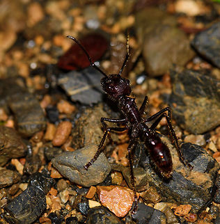 Bullet Ant, Uraba, Colombia Proudly presenting an ant with an attitude. This ant has no intention to flee, it is you that will be fleeing. Even our fearless guide Manuel had no intention to come close to this giant ant. It is known as the bullet ant for a good reason, getting stung feels like being shot, and it is listed as one of the most painful stings in the entire insect world, even though it does not do permanent damage. 

The Schmidt sting pain index describes it as: "Walking on hot charcoals with a 3 inch rusty nail in your heel". If you're unfortunate enough to be born a male in some Brazilian tribes, you're invited into a ritual where you put your hands in gloves with dozens of these bullet ants. For 20 times. 

This photo shows two tiny horns on the thorax, which is an easy way to identify it as indeed a Bullet Ant. I took much of this information from this very cool page:
https://imgur.com/gallery/wqPQE

Side view:
https://www.jungledragon.com/image/59339/bullet_ant_-_side_view_uraba_colombia.html Antioquia,Colombia,Colombia Choco & Pacific region,Paraponera,Paraponera clavata,South America,Uraba,Urabá,World