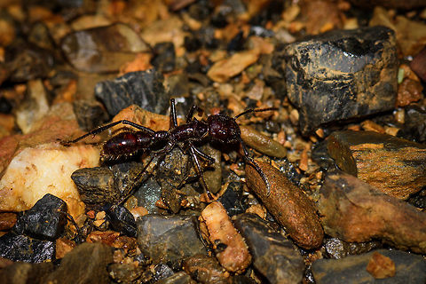 Bullet Ant - side view, Uraba, Colombia Proudly presenting an ant with an attitude. This ant has no intention to flee, it is you that will be fleeing. Even our fearless guide Manuel had no intention to come close to this giant ant. It is known as the bullet ant for a good reason, getting stung feels like being shot, and it is listed as one of the most painful stings in the entire insect world, even though it does not do permanent damage.

The Schmidt sting pain index describes it as: "Walking on hot charcoals with a 3 inch rusty nail in your heel". If you're unfortunate enough to be born a male in some Brazilian tribes, you're invited into a ritual where you put your hands in gloves with dozens of these bullet ants. For 20 times.

This photo shows two tiny horns on the thorax, which is an easy way to identify it as indeed a Bullet Ant. I took much of this information from this very cool page:
https://imgur.com/gallery/wqPQE
https://www.jungledragon.com/image/59338/bullet_ant_uraba_colombia.html Antioquia,Bullet Ant,Colombia,Colombia Choco & Pacific region,Paraponera clavata,South America,Uraba,Urabá,World