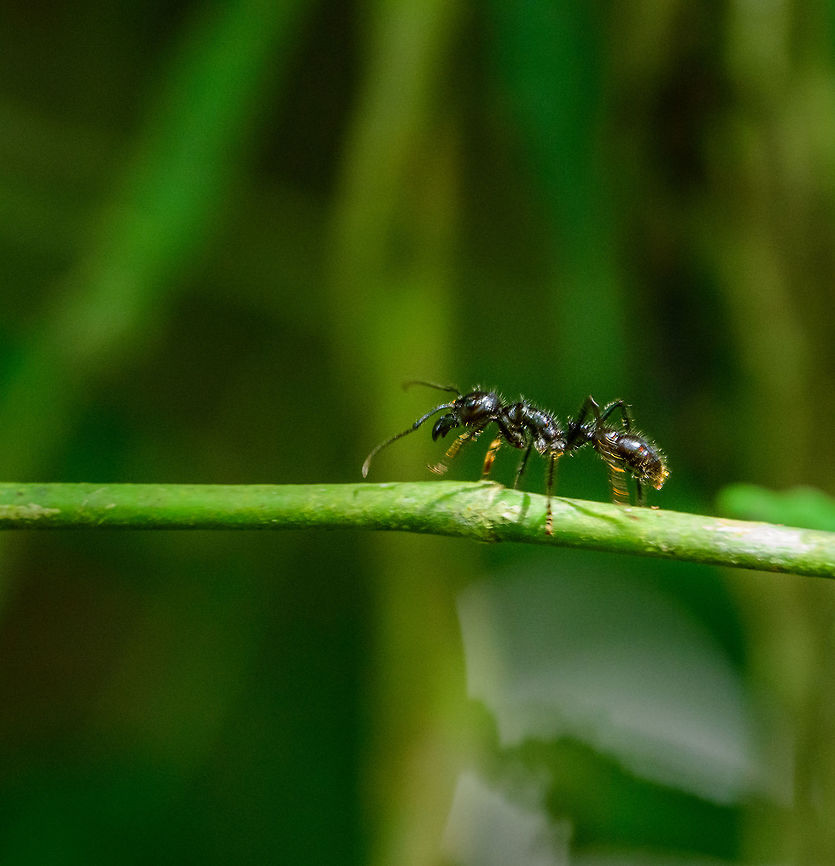 Bullet Ant - side view II, Uraba, Colombia This one's a bit unsharp but I'm sharing it anyway as my two previous shots did not show the jaws of this ant.<br />
<br />
Proudly presenting an ant with an attitude. This ant has no intention to flee, it is you that will be fleeing. Even our fearless guide Manuel had no intention to come close to this giant ant. It is known as the bullet ant for a good reason, getting stung feels like being shot, and it is listed as one of the most painful stings in the entire insect world, even though it does not do permanent damage. <br />
<br />
The Schmidt sting pain index describes it as: "Walking on hot charcoals with a 3 inch rusty nail in your heel". If you're unfortunate enough to be born a male in some Brazilian tribes, you're invited into a ritual where you put your hands in gloves with dozens of these bullet ants. For 20 times. <br />
<br />
This photo shows two tiny horns on the thorax, which is an easy way to identify it as indeed a Bullet Ant. I took much of this information from this very cool page:<br />
<a href="https://imgur.com/gallery/wqPQE" rel="nofollow">https://imgur.com/gallery/wqPQE</a><br />
<br />
Side view:<br />
<figure class="photo"><a href="https://www.jungledragon.com/image/59339/bullet_ant_-_side_view_uraba_colombia.html" title="Bullet Ant - side view, Uraba, Colombia"><img src="https://s3.amazonaws.com/media.jungledragon.com/images/2/59339_thumb.jpg?AWSAccessKeyId=05GMT0V3GWVNE7GGM1R2&Expires=1759968010&Signature=wjs3Lr1x8n%2FgxwdlITb3DXF%2B1SI%3D" width="200" height="134" alt="Bullet Ant - side view, Uraba, Colombia Proudly presenting an ant with an attitude. This ant has no intention to flee, it is you that will be fleeing. Even our fearless guide Manuel had no intention to come close to this giant ant. It is known as the bullet ant for a good reason, getting stung feels like being shot, and it is listed as one of the most painful stings in the entire insect world, even though it does not do permanent damage.<br />
<br />
The Schmidt sting pain index describes it as: "Walking on hot charcoals with a 3 inch rusty nail in your heel". If you're unfortunate enough to be born a male in some Brazilian tribes, you're invited into a ritual where you put your hands in gloves with dozens of these bullet ants. For 20 times.<br />
<br />
This photo shows two tiny horns on the thorax, which is an easy way to identify it as indeed a Bullet Ant. I took much of this information from this very cool page:<br />
https://imgur.com/gallery/wqPQE<br />
https://www.jungledragon.com/image/59338/bullet_ant_uraba_colombia.html Antioquia,Bullet Ant,Colombia,Colombia Choco & Pacific region,Paraponera clavata,South America,Uraba,Urabá,World" /></a></figure> Antioquia,Bullet Ant,Colombia,Colombia Choco & Pacific region,Fall,Geotagged,Paraponera clavata,South America,Uraba,Urabá,World