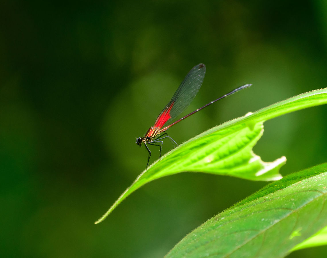 Fire-like damselfly, Uraba, Colombia Quite a vibrant species, no clue yet about the species. Antioquia,Colombia,Colombia Choco & Pacific region,Fall,Geotagged,Hetaerina occisa,South America,Uraba,Urabá,World