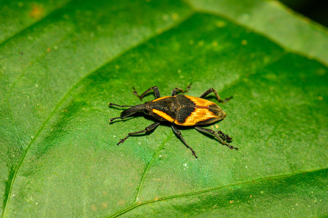 Cactophagus amoenus, Uraba, Colombia About 3-4cm in size. Note the ant hitchhiking on the hind leg :)<br />
Another interesting characteristic are the yellow tips at the end of the antennae. Antioquia,Cactophagus amoenus,Colombia,Colombia Choco & Pacific region,South America,Uraba,Urabá,World