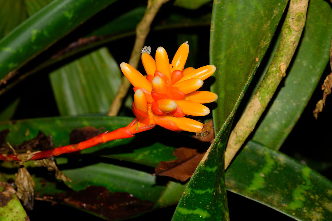 Guzmania musaica, Uraba, Colombia On one of the tips is a strange jelly like substance with ants being attracted to it, not sure what it is. Antioquia,Colombia,Colombia Choco & Pacific region,Guzmania musaica,South America,Uraba,Urab&aacute;,World
