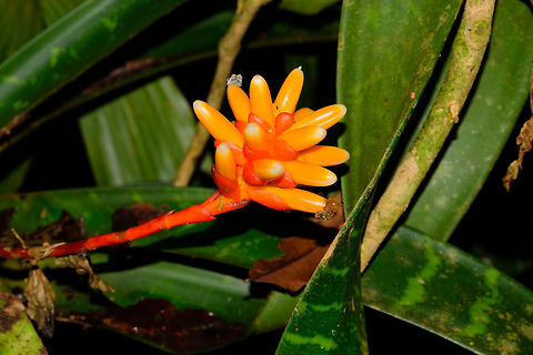 Guzmania musaica, Uraba, Colombia On one of the tips is a strange jelly like substance with ants being attracted to it, not sure what it is. Antioquia,Colombia,Colombia Choco & Pacific region,Guzmania musaica,South America,Uraba,Urabá,World