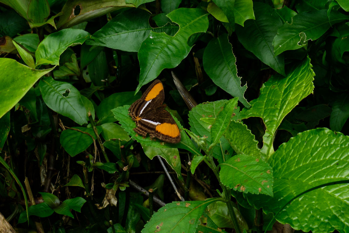 Smooth-banded sister, Uraba, Colombia The Adelpha cytherea daguana sub species, also commonly named &quot;Cytherea Sister&quot;. This species can be identified based on its solid uninterrupted orange pattern on the flanks of the wings, whereas related Sisters have more complex orange patterns mixed with black. <br />
This one seemed to be in quite a poor state, with significant wing damage. Adelpha cytherea,Antioquia,Colombia,Colombia Choco & Pacific region,South America,Uraba,Urabá,World