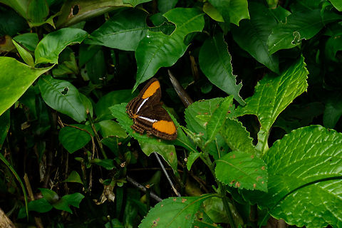 Smooth-banded sister, Uraba, Colombia The Adelpha cytherea daguana sub species, also commonly named "Cytherea Sister". This species can be identified based on its solid uninterrupted orange pattern on the flanks of the wings, whereas related Sisters have more complex orange patterns mixed with black. 
This one seemed to be in quite a poor state, with significant wing damage. Adelpha cytherea,Antioquia,Colombia,Colombia Choco & Pacific region,South America,Uraba,Urab&aacute;,World