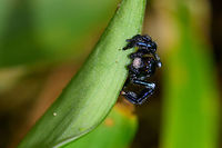 Dark Jumping Spider, Uraba, Colombia Black legs, white hairy chelicera, orange rings around the anterior median eyes. Front view:<br />
https://www.jungledragon.com/image/59518/dark_jumping_spider_-_front_view_uraba_colombia.html<br />
https://www.jungledragon.com/image/59520/dark_jumping_spider_-_camera_curious_uraba_colombia.html<br />
https://www.jungledragon.com/image/59519/dark_jumping_spider_-_back_side_uraba_colombia.html<br />
https://www.jungledragon.com/image/59521/dark_jumping_spider_-_head_crop_uraba_colombia.html Antioquia,Colombia,Colombia Choco & Pacific region,South America,Uraba,Urab&aacute;,World