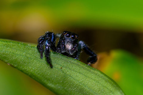 Dark Jumping Spider - front view, Uraba, Colombia Black legs, white hairy chelicera, orange rings around the anterior median eyes. Another front view:
https://www.jungledragon.com/image/59517/dark_jumping_spider_uraba_colombia.html
https://www.jungledragon.com/image/59520/dark_jumping_spider_-_camera_curious_uraba_colombia.html
https://www.jungledragon.com/image/59519/dark_jumping_spider_-_back_side_uraba_colombia.html
https://www.jungledragon.com/image/59519/dark_jumping_spider_-_back_side_uraba_colombia.html Antioquia,Colombia,Colombia Choco & Pacific region,South America,Uraba,Urab&aacute;,World