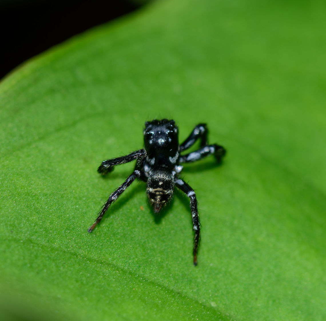 Dark Jumping Spider - back side, Uraba, Colombia Black legs, white hairy chelicera, orange rings around the anterior median eyes. From this angle, we can see that the abdomen and legs have white marks. Furthermore, the tip of the legs seem brown and the end of the abdomen has yellowish marks.<br />
<figure class="photo"><a href="https://www.jungledragon.com/image/59518/dark_jumping_spider_-_front_view_uraba_colombia.html" title="Dark Jumping Spider - front view, Uraba, Colombia"><img src="https://s3.amazonaws.com/media.jungledragon.com/images/2/59518_thumb.jpg?AWSAccessKeyId=05GMT0V3GWVNE7GGM1R2&Expires=1759968010&Signature=qkIHntehSdQ7oOgY9uVQxMex4ek%3D" width="200" height="134" alt="Dark Jumping Spider - front view, Uraba, Colombia Black legs, white hairy chelicera, orange rings around the anterior median eyes. Another front view:<br />
https://www.jungledragon.com/image/59517/dark_jumping_spider_uraba_colombia.html<br />
https://www.jungledragon.com/image/59520/dark_jumping_spider_-_camera_curious_uraba_colombia.html<br />
https://www.jungledragon.com/image/59519/dark_jumping_spider_-_back_side_uraba_colombia.html<br />
https://www.jungledragon.com/image/59519/dark_jumping_spider_-_back_side_uraba_colombia.html Antioquia,Colombia,Colombia Choco &amp; Pacific region,South America,Uraba,Urab&aacute;,World" /></a></figure><br />
<figure class="photo"><a href="https://www.jungledragon.com/image/59517/dark_jumping_spider_uraba_colombia.html" title="Dark Jumping Spider, Uraba, Colombia"><img src="https://s3.amazonaws.com/media.jungledragon.com/images/2/59517_thumb.jpg?AWSAccessKeyId=05GMT0V3GWVNE7GGM1R2&Expires=1759968010&Signature=ad2oYbVTet%2FFwSMOFZ9n%2BEEoeUg%3D" width="200" height="134" alt="Dark Jumping Spider, Uraba, Colombia Black legs, white hairy chelicera, orange rings around the anterior median eyes. Front view:<br />
https://www.jungledragon.com/image/59518/dark_jumping_spider_-_front_view_uraba_colombia.html<br />
https://www.jungledragon.com/image/59520/dark_jumping_spider_-_camera_curious_uraba_colombia.html<br />
https://www.jungledragon.com/image/59519/dark_jumping_spider_-_back_side_uraba_colombia.html<br />
https://www.jungledragon.com/image/59521/dark_jumping_spider_-_head_crop_uraba_colombia.html Antioquia,Colombia,Colombia Choco &amp; Pacific region,South America,Uraba,Urab&aacute;,World" /></a></figure><br />
<figure class="photo"><a href="https://www.jungledragon.com/image/59521/dark_jumping_spider_-_head_crop_uraba_colombia.html" title="Dark Jumping Spider - head crop, Uraba, Colombia"><img src="https://s3.amazonaws.com/media.jungledragon.com/images/2/59521_thumb.jpg?AWSAccessKeyId=05GMT0V3GWVNE7GGM1R2&Expires=1759968010&Signature=KwZh5ElG0u%2FDSSyN%2FYiEg%2F2vJCc%3D" width="200" height="200" alt="Dark Jumping Spider - head crop, Uraba, Colombia Black legs, white hairy chelicera, orange rings around the anterior median eyes. Front view:<br />
https://www.jungledragon.com/image/59518/dark_jumping_spider_-_front_view_uraba_colombia.html<br />
https://www.jungledragon.com/image/59520/dark_jumping_spider_-_camera_curious_uraba_colombia.html<br />
https://www.jungledragon.com/image/59519/dark_jumping_spider_-_back_side_uraba_colombia.html Antioquia,Colombia,Colombia Choco &amp; Pacific region,South America,Uraba,Urab&aacute;,World" /></a></figure> Antioquia,Colombia,Colombia Choco & Pacific region,South America,Uraba,Urabá,World