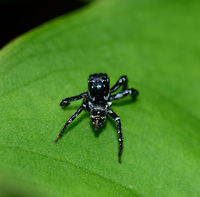 Dark Jumping Spider - back side, Uraba, Colombia Black legs, white hairy chelicera, orange rings around the anterior median eyes. From this angle, we can see that the abdomen and legs have white marks. Furthermore, the tip of the legs seem brown and the end of the abdomen has yellowish marks.<br />
https://www.jungledragon.com/image/59518/dark_jumping_spider_-_front_view_uraba_colombia.html<br />
https://www.jungledragon.com/image/59517/dark_jumping_spider_uraba_colombia.html<br />
https://www.jungledragon.com/image/59521/dark_jumping_spider_-_head_crop_uraba_colombia.html Antioquia,Colombia,Colombia Choco & Pacific region,South America,Uraba,Urab&aacute;,World