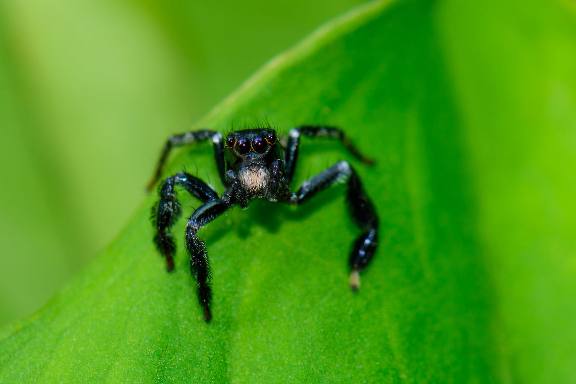 Dark Jumping Spider - camera curious, Uraba, Colombia Black legs, white hairy chelicera, orange rings around the anterior median eyes<br />
<figure class="photo"><a href="https://www.jungledragon.com/image/59517/dark_jumping_spider_uraba_colombia.html" title="Dark Jumping Spider, Uraba, Colombia"><img src="https://s3.amazonaws.com/media.jungledragon.com/images/2/59517_thumb.jpg?AWSAccessKeyId=05GMT0V3GWVNE7GGM1R2&Expires=1759968010&Signature=ad2oYbVTet%2FFwSMOFZ9n%2BEEoeUg%3D" width="200" height="134" alt="Dark Jumping Spider, Uraba, Colombia Black legs, white hairy chelicera, orange rings around the anterior median eyes. Front view:<br />
https://www.jungledragon.com/image/59518/dark_jumping_spider_-_front_view_uraba_colombia.html<br />
https://www.jungledragon.com/image/59520/dark_jumping_spider_-_camera_curious_uraba_colombia.html<br />
https://www.jungledragon.com/image/59519/dark_jumping_spider_-_back_side_uraba_colombia.html<br />
https://www.jungledragon.com/image/59521/dark_jumping_spider_-_head_crop_uraba_colombia.html Antioquia,Colombia,Colombia Choco &amp; Pacific region,South America,Uraba,Urab&aacute;,World" /></a></figure><br />
<figure class="photo"><a href="https://www.jungledragon.com/image/59518/dark_jumping_spider_-_front_view_uraba_colombia.html" title="Dark Jumping Spider - front view, Uraba, Colombia"><img src="https://s3.amazonaws.com/media.jungledragon.com/images/2/59518_thumb.jpg?AWSAccessKeyId=05GMT0V3GWVNE7GGM1R2&Expires=1759968010&Signature=qkIHntehSdQ7oOgY9uVQxMex4ek%3D" width="200" height="134" alt="Dark Jumping Spider - front view, Uraba, Colombia Black legs, white hairy chelicera, orange rings around the anterior median eyes. Another front view:<br />
https://www.jungledragon.com/image/59517/dark_jumping_spider_uraba_colombia.html<br />
https://www.jungledragon.com/image/59520/dark_jumping_spider_-_camera_curious_uraba_colombia.html<br />
https://www.jungledragon.com/image/59519/dark_jumping_spider_-_back_side_uraba_colombia.html<br />
https://www.jungledragon.com/image/59519/dark_jumping_spider_-_back_side_uraba_colombia.html Antioquia,Colombia,Colombia Choco &amp; Pacific region,South America,Uraba,Urab&aacute;,World" /></a></figure><br />
<figure class="photo"><a href="https://www.jungledragon.com/image/59519/dark_jumping_spider_-_back_side_uraba_colombia.html" title="Dark Jumping Spider - back side, Uraba, Colombia"><img src="https://s3.amazonaws.com/media.jungledragon.com/images/2/59519_thumb.jpg?AWSAccessKeyId=05GMT0V3GWVNE7GGM1R2&Expires=1759968010&Signature=NrZo6nGaq7NiqMj%2BXnAnfDUHCms%3D" width="200" height="198" alt="Dark Jumping Spider - back side, Uraba, Colombia Black legs, white hairy chelicera, orange rings around the anterior median eyes. From this angle, we can see that the abdomen and legs have white marks. Furthermore, the tip of the legs seem brown and the end of the abdomen has yellowish marks.<br />
https://www.jungledragon.com/image/59518/dark_jumping_spider_-_front_view_uraba_colombia.html<br />
https://www.jungledragon.com/image/59517/dark_jumping_spider_uraba_colombia.html<br />
https://www.jungledragon.com/image/59521/dark_jumping_spider_-_head_crop_uraba_colombia.html Antioquia,Colombia,Colombia Choco &amp; Pacific region,South America,Uraba,Urab&aacute;,World" /></a></figure><br />
<figure class="photo"><a href="https://www.jungledragon.com/image/59521/dark_jumping_spider_-_head_crop_uraba_colombia.html" title="Dark Jumping Spider - head crop, Uraba, Colombia"><img src="https://s3.amazonaws.com/media.jungledragon.com/images/2/59521_thumb.jpg?AWSAccessKeyId=05GMT0V3GWVNE7GGM1R2&Expires=1759968010&Signature=KwZh5ElG0u%2FDSSyN%2FYiEg%2F2vJCc%3D" width="200" height="200" alt="Dark Jumping Spider - head crop, Uraba, Colombia Black legs, white hairy chelicera, orange rings around the anterior median eyes. Front view:<br />
https://www.jungledragon.com/image/59518/dark_jumping_spider_-_front_view_uraba_colombia.html<br />
https://www.jungledragon.com/image/59520/dark_jumping_spider_-_camera_curious_uraba_colombia.html<br />
https://www.jungledragon.com/image/59519/dark_jumping_spider_-_back_side_uraba_colombia.html Antioquia,Colombia,Colombia Choco &amp; Pacific region,South America,Uraba,Urab&aacute;,World" /></a></figure> Antioquia,Colombia,Colombia Choco & Pacific region,South America,Uraba,Urabá,World