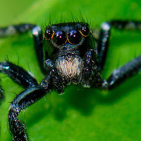 Dark Jumping Spider - head crop, Uraba, Colombia Black legs, white hairy chelicera, orange rings around the anterior median eyes. Front view:<br />
https://www.jungledragon.com/image/59518/dark_jumping_spider_-_front_view_uraba_colombia.html<br />
https://www.jungledragon.com/image/59520/dark_jumping_spider_-_camera_curious_uraba_colombia.html<br />
https://www.jungledragon.com/image/59519/dark_jumping_spider_-_back_side_uraba_colombia.html Antioquia,Colombia,Colombia Choco & Pacific region,South America,Uraba,Urab&aacute;,World