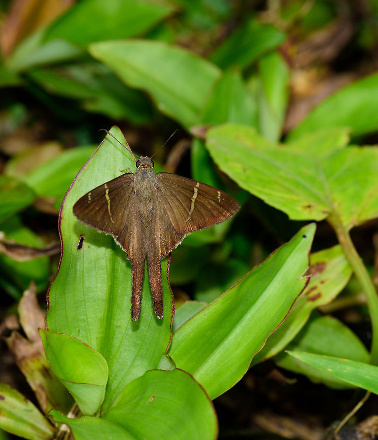 Brown longtail, Uraba, Colombia Check out the long tails on this spreadwing skipper.  Antioquia,Colombia,Colombia Choco & Pacific region,South America,Uraba,Urabá,Urbanus procne,World