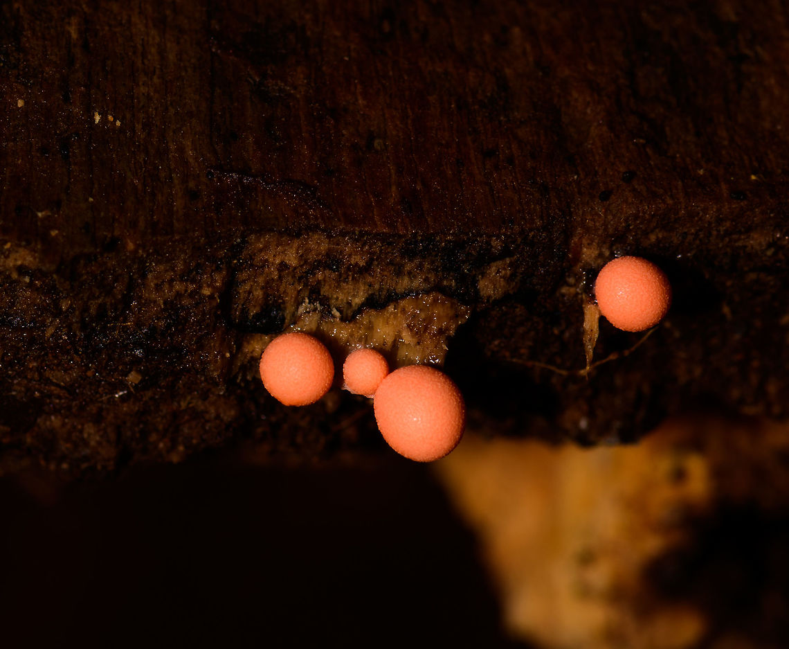 Slime mold (presumed), Uraba, Colombia I&#039;m only guessing here, but this fungi or slime mold looks similar to one I found in the Netherlands a long while ago:<br />
<figure class="photo"><a href="https://www.jungledragon.com/image/4705/wolfs_milk_in_slabroek_the_netherlands.html" title="Wolf&#039;s Milk in Slabroek, the Netherlands"><img src="https://s3.amazonaws.com/media.jungledragon.com/images/2/4705_thumb.jpg?AWSAccessKeyId=05GMT0V3GWVNE7GGM1R2&Expires=1767225610&Signature=0nlL7Y%2FMoyFqIXhopWlu4CKW51E%3D" width="200" height="134" alt="Wolf&#039;s Milk in Slabroek, the Netherlands Found these little round fungi attached to a rotting tree during spring of 2012 in Slabroek, the Netherlands. Geotagged,Lycogala epidendrum,Slabroek,The Netherlands" /></a></figure> Antioquia,Colombia,Colombia Choco & Pacific region,Lycogala epidendrum,South America,Uraba,Urabá,Wolf's milk,World