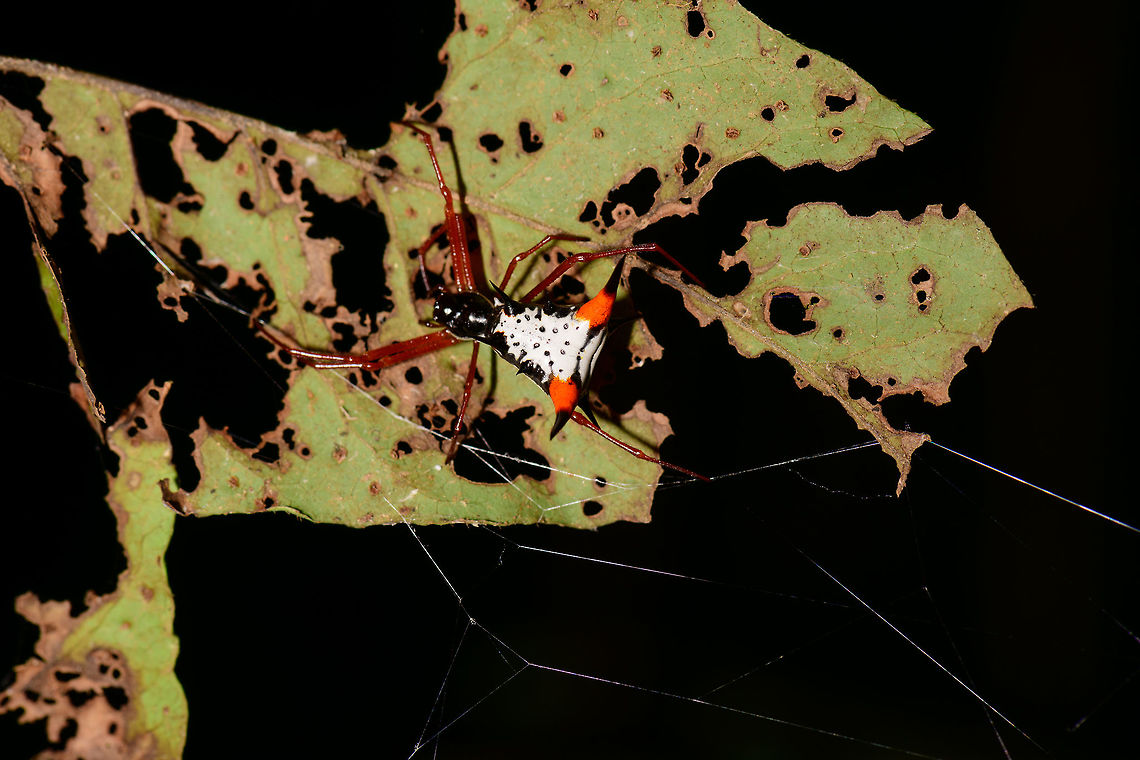 Spiny Orb Weaver, Uraba, Colombia At least I think it is a Spiny Orb Weaver. Abdomen about 2-3cm in length, overall black with large white pattern. &quot;Horns&quot; are bright orange with black tips. Legs are completely red.  Antioquia,Colombia,Colombia Choco & Pacific region,Micrathena schreibersi,South America,Uraba,Urabá,World