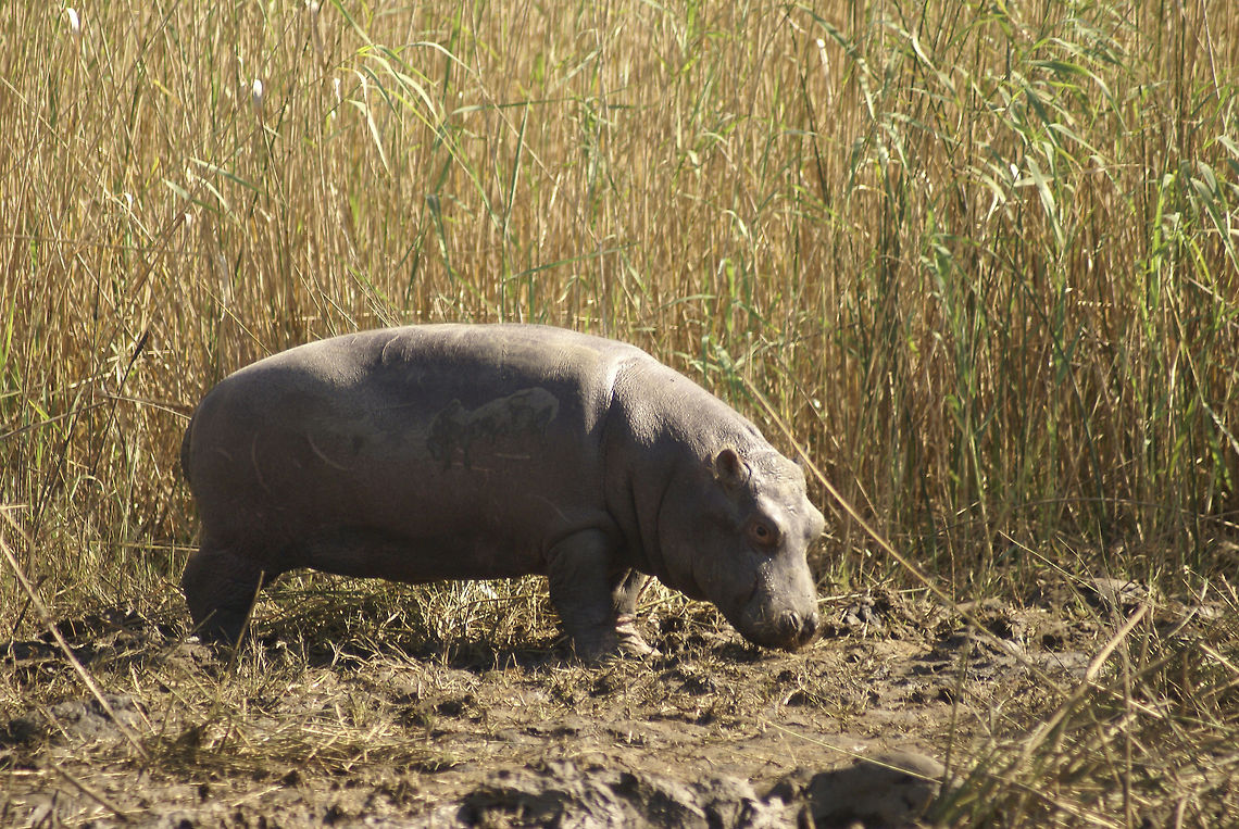 Baby Hippo A seemingly cute but already quite heavy and dangerous hippo at the side of the river, staying close to a group of adults. Baby,Hippo,Hippopotamus,Hippopotamus amphibius,South Africa