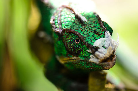 Closeup of male Panther chameleon in Madagascar Macro shot of a male Panther chameleon at Pyreras reserve, Madagascar.  Chameleon,Furcifer pardalis,Geotagged,Madagascar,Panther chameleon,Pyreras Reserve,Reptiles