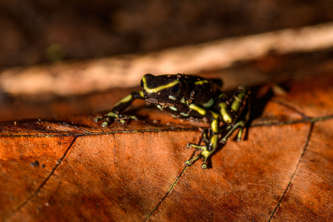 Yellow-striped poison frog, Uraba, Colombia On our last morning in Uraba, we made a 3rd and final visit to the forests behind the university campus. An early catch was this beautiful Yellow-striped poison frog. Not to be confused with the Yellow-bellied poison frog which at face value looks similar, yet is about 1cm smaller.<br />
<br />
This species is endemic to Colombia, yet relatively common to this part of Colombia. Still, we only found it once in our entire trip. This species is relatively tolerant to habitat degradation. Adding various perspectives:<br />
<br />
<figure class="photo"><a href="https://www.jungledragon.com/image/59862/yellow-striped_poison_frog_uraba_colombia.html" title="Yellow-striped poison frog, Uraba, Colombia"><img src="https://s3.amazonaws.com/media.jungledragon.com/images/2/59862_thumb.jpg?AWSAccessKeyId=05GMT0V3GWVNE7GGM1R2&Expires=1759968010&Signature=rC954PGDO8h4V%2BWxWn2elAAbGXY%3D" width="200" height="134" alt="Yellow-striped poison frog, Uraba, Colombia On our last morning in Uraba, we made a 3rd and final visit to the forests behind the university campus. An early catch was this beautiful Yellow-striped poison frog. Not to be confused with the Yellow-bellied poison frog which at face value looks similar, yet is about 1cm smaller.<br />
<br />
This species is endemic to Colombia, yet relatively common to this part of Colombia. Still, we only found it once in our entire trip. This species is relatively tolerant to habitat degradation. Adding various perspectives:<br />
<br />
https://www.jungledragon.com/image/59862/yellow-striped_poison_frog_uraba_colombia.html<br />
https://www.jungledragon.com/image/59863/yellow-striped_poison_frog_-_side_view_uraba_colombia.html<br />
https://www.jungledragon.com/image/59864/yellow-striped_poison_frog_-_side_view_ii_uraba_colombia.html<br />
https://www.jungledragon.com/image/59866/yellow-striped_poison_frog_-_front_view_uraba_colombia.html<br />
https://www.jungledragon.com/image/59867/yellow-striped_poison_frog_-_portrait_uraba_colombia.html<br />
https://www.jungledragon.com/image/59868/yellow-striped_poison_frog_-_front_view_ii_uraba_colombia.html<br />
https://www.jungledragon.com/image/59869/yellow-striped_poison_frog_-_side_view_iii_uraba_colombia.html<br />
https://www.jungledragon.com/image/59870/yellow-striped_poison_frog_-_top_view_uraba_colombia.html Antioquia,Colombia,Colombia Choco &amp; Pacific region,Dendrobates truncatus,South America,Uraba,Urab&aacute;,World,Yellow-striped poison frog" /></a></figure><br />
<figure class="photo"><a href="https://www.jungledragon.com/image/59863/yellow-striped_poison_frog_-_side_view_uraba_colombia.html" title="Yellow-striped poison frog - side view, Uraba, Colombia"><img src="https://s3.amazonaws.com/media.jungledragon.com/images/2/59863_thumb.jpg?AWSAccessKeyId=05GMT0V3GWVNE7GGM1R2&Expires=1759968010&Signature=ldLdhaZH%2Fqf9d0vlsO8GnUGafdk%3D" width="200" height="134" alt="Yellow-striped poison frog - side view, Uraba, Colombia On our last morning in Uraba, we made a 3rd and final visit to the forests behind the university campus. An early catch was this beautiful Yellow-striped poison frog. Not to be confused with the Yellow-bellied poison frog which at face value looks similar, yet is about 1cm smaller.<br />
<br />
This species is endemic to Colombia, yet relatively common to this part of Colombia. Still, we only found it once in our entire trip. This species is relatively tolerant to habitat degradation. Adding various perspectives:<br />
<br />
https://www.jungledragon.com/image/59862/yellow-striped_poison_frog_uraba_colombia.html<br />
https://www.jungledragon.com/image/59863/yellow-striped_poison_frog_-_side_view_uraba_colombia.html<br />
https://www.jungledragon.com/image/59864/yellow-striped_poison_frog_-_side_view_ii_uraba_colombia.html<br />
https://www.jungledragon.com/image/59866/yellow-striped_poison_frog_-_front_view_uraba_colombia.html<br />
https://www.jungledragon.com/image/59867/yellow-striped_poison_frog_-_portrait_uraba_colombia.html<br />
https://www.jungledragon.com/image/59868/yellow-striped_poison_frog_-_front_view_ii_uraba_colombia.html<br />
https://www.jungledragon.com/image/59869/yellow-striped_poison_frog_-_side_view_iii_uraba_colombia.html<br />
https://www.jungledragon.com/image/59870/yellow-striped_poison_frog_-_top_view_uraba_colombia.html Antioquia,Colombia,Colombia Choco &amp; Pacific region,Dendrobates truncatus,South America,Uraba,Urab&aacute;,World,Yellow-striped poison frog" /></a></figure><br />
<figure class="photo"><a href="https://www.jungledragon.com/image/59864/yellow-striped_poison_frog_-_side_view_ii_uraba_colombia.html" title="Yellow-striped poison frog - side view II, Uraba, Colombia"><img src="https://s3.amazonaws.com/media.jungledragon.com/images/2/59864_thumb.jpg?AWSAccessKeyId=05GMT0V3GWVNE7GGM1R2&Expires=1759968010&Signature=cHDHHfShgdjsAoCvkodIufIFhiM%3D" width="200" height="134" alt="Yellow-striped poison frog - side view II, Uraba, Colombia On our last morning in Uraba, we made a 3rd and final visit to the forests behind the university campus. An early catch was this beautiful Yellow-striped poison frog. Not to be confused with the Yellow-bellied poison frog which at face value looks similar, yet is about 1cm smaller.<br />
<br />
This species is endemic to Colombia, yet relatively common to this part of Colombia. Still, we only found it once in our entire trip. This species is relatively tolerant to habitat degradation. Adding various perspectives:<br />
<br />
https://www.jungledragon.com/image/59862/yellow-striped_poison_frog_uraba_colombia.html<br />
https://www.jungledragon.com/image/59863/yellow-striped_poison_frog_-_side_view_uraba_colombia.html<br />
https://www.jungledragon.com/image/59864/yellow-striped_poison_frog_-_side_view_ii_uraba_colombia.html<br />
https://www.jungledragon.com/image/59866/yellow-striped_poison_frog_-_front_view_uraba_colombia.html<br />
https://www.jungledragon.com/image/59867/yellow-striped_poison_frog_-_portrait_uraba_colombia.html<br />
https://www.jungledragon.com/image/59868/yellow-striped_poison_frog_-_front_view_ii_uraba_colombia.html<br />
https://www.jungledragon.com/image/59869/yellow-striped_poison_frog_-_side_view_iii_uraba_colombia.html<br />
https://www.jungledragon.com/image/59870/yellow-striped_poison_frog_-_top_view_uraba_colombia.html Antioquia,Colombia,Colombia Choco &amp; Pacific region,Dendrobates truncatus,South America,Uraba,Urab&aacute;,World,Yellow-striped poison frog" /></a></figure><br />
<figure class="photo"><a href="https://www.jungledragon.com/image/59866/yellow-striped_poison_frog_-_front_view_uraba_colombia.html" title="Yellow-striped poison frog - front view, Uraba, Colombia"><img src="https://s3.amazonaws.com/media.jungledragon.com/images/2/59866_thumb.jpg?AWSAccessKeyId=05GMT0V3GWVNE7GGM1R2&Expires=1759968010&Signature=cHvSQknGnPw%2BwZTo02xGEamzFYI%3D" width="200" height="124" alt="Yellow-striped poison frog - front view, Uraba, Colombia On our last morning in Uraba, we made a 3rd and final visit to the forests behind the university campus. An early catch was this beautiful Yellow-striped poison frog. Not to be confused with the Yellow-bellied poison frog which at face value looks similar, yet is about 1cm smaller.<br />
<br />
This species is endemic to Colombia, yet relatively common to this part of Colombia. Still, we only found it once in our entire trip. This species is relatively tolerant to habitat degradation. Adding various perspectives:<br />
<br />
https://www.jungledragon.com/image/59862/yellow-striped_poison_frog_uraba_colombia.html<br />
https://www.jungledragon.com/image/59863/yellow-striped_poison_frog_-_side_view_uraba_colombia.html<br />
https://www.jungledragon.com/image/59864/yellow-striped_poison_frog_-_side_view_ii_uraba_colombia.html<br />
https://www.jungledragon.com/image/59866/yellow-striped_poison_frog_-_front_view_uraba_colombia.html<br />
https://www.jungledragon.com/image/59867/yellow-striped_poison_frog_-_portrait_uraba_colombia.html<br />
https://www.jungledragon.com/image/59868/yellow-striped_poison_frog_-_front_view_ii_uraba_colombia.html<br />
https://www.jungledragon.com/image/59869/yellow-striped_poison_frog_-_side_view_iii_uraba_colombia.html<br />
https://www.jungledragon.com/image/59870/yellow-striped_poison_frog_-_top_view_uraba_colombia.html Antioquia,Colombia,Colombia Choco &amp; Pacific region,Dendrobates truncatus,South America,Uraba,Urab&aacute;,World,Yellow-striped poison frog" /></a></figure><br />
<figure class="photo"><a href="https://www.jungledragon.com/image/59867/yellow-striped_poison_frog_-_portrait_uraba_colombia.html" title="Yellow-striped poison frog - portrait, Uraba, Colombia"><img src="https://s3.amazonaws.com/media.jungledragon.com/images/2/59867_thumb.jpg?AWSAccessKeyId=05GMT0V3GWVNE7GGM1R2&Expires=1759968010&Signature=CH6Ckab2nWfm3fwKZvmF%2FA5vVes%3D" width="200" height="146" alt="Yellow-striped poison frog - portrait, Uraba, Colombia On our last morning in Uraba, we made a 3rd and final visit to the forests behind the university campus. An early catch was this beautiful Yellow-striped poison frog. Not to be confused with the Yellow-bellied poison frog which at face value looks similar, yet is about 1cm smaller.<br />
<br />
This species is endemic to Colombia, yet relatively common to this part of Colombia. Still, we only found it once in our entire trip. This species is relatively tolerant to habitat degradation. Adding various perspectives:<br />
<br />
https://www.jungledragon.com/image/59862/yellow-striped_poison_frog_uraba_colombia.html<br />
https://www.jungledragon.com/image/59863/yellow-striped_poison_frog_-_side_view_uraba_colombia.html<br />
https://www.jungledragon.com/image/59864/yellow-striped_poison_frog_-_side_view_ii_uraba_colombia.html<br />
https://www.jungledragon.com/image/59866/yellow-striped_poison_frog_-_front_view_uraba_colombia.html<br />
https://www.jungledragon.com/image/59867/yellow-striped_poison_frog_-_portrait_uraba_colombia.html<br />
https://www.jungledragon.com/image/59868/yellow-striped_poison_frog_-_front_view_ii_uraba_colombia.html<br />
https://www.jungledragon.com/image/59869/yellow-striped_poison_frog_-_side_view_iii_uraba_colombia.html<br />
https://www.jungledragon.com/image/59870/yellow-striped_poison_frog_-_top_view_uraba_colombia.html Antioquia,Colombia,Colombia Choco &amp; Pacific region,Dendrobates truncatus,South America,Uraba,Urab&aacute;,World,Yellow-striped poison frog" /></a></figure><br />
<figure class="photo"><a href="https://www.jungledragon.com/image/59868/yellow-striped_poison_frog_-_front_view_ii_uraba_colombia.html" title="Yellow-striped poison frog - front view II, Uraba, Colombia"><img src="https://s3.amazonaws.com/media.jungledragon.com/images/2/59868_thumb.jpg?AWSAccessKeyId=05GMT0V3GWVNE7GGM1R2&Expires=1759968010&Signature=tgDa0kqt51NUjc7qc%2FIXvnp9k%2Bg%3D" width="200" height="126" alt="Yellow-striped poison frog - front view II, Uraba, Colombia On our last morning in Uraba, we made a 3rd and final visit to the forests behind the university campus. An early catch was this beautiful Yellow-striped poison frog. Not to be confused with the Yellow-bellied poison frog which at face value looks similar, yet is about 1cm smaller.<br />
<br />
This species is endemic to Colombia, yet relatively common to this part of Colombia. Still, we only found it once in our entire trip. This species is relatively tolerant to habitat degradation. Adding various perspectives:<br />
<br />
https://www.jungledragon.com/image/59862/yellow-striped_poison_frog_uraba_colombia.html<br />
https://www.jungledragon.com/image/59863/yellow-striped_poison_frog_-_side_view_uraba_colombia.html<br />
https://www.jungledragon.com/image/59864/yellow-striped_poison_frog_-_side_view_ii_uraba_colombia.html<br />
https://www.jungledragon.com/image/59866/yellow-striped_poison_frog_-_front_view_uraba_colombia.html<br />
https://www.jungledragon.com/image/59867/yellow-striped_poison_frog_-_portrait_uraba_colombia.html<br />
https://www.jungledragon.com/image/59868/yellow-striped_poison_frog_-_front_view_ii_uraba_colombia.html<br />
https://www.jungledragon.com/image/59869/yellow-striped_poison_frog_-_side_view_iii_uraba_colombia.html<br />
https://www.jungledragon.com/image/59870/yellow-striped_poison_frog_-_top_view_uraba_colombia.html Antioquia,Colombia,Colombia Choco &amp; Pacific region,Dendrobates truncatus,South America,Uraba,Urab&aacute;,World,Yellow-striped poison frog" /></a></figure><br />
<figure class="photo"><a href="https://www.jungledragon.com/image/59869/yellow-striped_poison_frog_-_side_view_iii_uraba_colombia.html" title="Yellow-striped poison frog - side view III, Uraba, Colombia"><img src="https://s3.amazonaws.com/media.jungledragon.com/images/2/59869_thumb.jpg?AWSAccessKeyId=05GMT0V3GWVNE7GGM1R2&Expires=1759968010&Signature=S%2FVaUcl23zKATgeJapOV2Z1Yi%2Bc%3D" width="200" height="178" alt="Yellow-striped poison frog - side view III, Uraba, Colombia On our last morning in Uraba, we made a 3rd and final visit to the forests behind the university campus. An early catch was this beautiful Yellow-striped poison frog. Not to be confused with the Yellow-bellied poison frog which at face value looks similar, yet is about 1cm smaller.<br />
<br />
This species is endemic to Colombia, yet relatively common to this part of Colombia. Still, we only found it once in our entire trip. This species is relatively tolerant to habitat degradation. Adding various perspectives:<br />
<br />
https://www.jungledragon.com/image/59862/yellow-striped_poison_frog_uraba_colombia.html<br />
https://www.jungledragon.com/image/59863/yellow-striped_poison_frog_-_side_view_uraba_colombia.html<br />
https://www.jungledragon.com/image/59864/yellow-striped_poison_frog_-_side_view_ii_uraba_colombia.html<br />
https://www.jungledragon.com/image/59866/yellow-striped_poison_frog_-_front_view_uraba_colombia.html<br />
https://www.jungledragon.com/image/59867/yellow-striped_poison_frog_-_portrait_uraba_colombia.html<br />
https://www.jungledragon.com/image/59868/yellow-striped_poison_frog_-_front_view_ii_uraba_colombia.html<br />
https://www.jungledragon.com/image/59869/yellow-striped_poison_frog_-_side_view_iii_uraba_colombia.html<br />
https://www.jungledragon.com/image/59870/yellow-striped_poison_frog_-_top_view_uraba_colombia.html Antioquia,Colombia,Colombia Choco &amp; Pacific region,Dendrobates truncatus,South America,Uraba,Urab&aacute;,World,Yellow-striped poison frog" /></a></figure><br />
<figure class="photo"><a href="https://www.jungledragon.com/image/59870/yellow-striped_poison_frog_-_top_view_uraba_colombia.html" title="Yellow-striped poison frog - top view, Uraba, Colombia"><img src="https://s3.amazonaws.com/media.jungledragon.com/images/2/59870_thumb.jpg?AWSAccessKeyId=05GMT0V3GWVNE7GGM1R2&Expires=1759968010&Signature=n0bKFtFnYjxyEgKaS%2BrT73G3Fnk%3D" width="152" height="152" alt="Yellow-striped poison frog - top view, Uraba, Colombia On our last morning in Uraba, we made a 3rd and final visit to the forests behind the university campus. An early catch was this beautiful Yellow-striped poison frog. Not to be confused with the Yellow-bellied poison frog which at face value looks similar, yet is about 1cm smaller.<br />
<br />
This species is endemic to Colombia, yet relatively common to this part of Colombia. Still, we only found it once in our entire trip. This species is relatively tolerant to habitat degradation. Adding various perspectives:<br />
<br />
https://www.jungledragon.com/image/59862/yellow-striped_poison_frog_uraba_colombia.html<br />
https://www.jungledragon.com/image/59863/yellow-striped_poison_frog_-_side_view_uraba_colombia.html<br />
https://www.jungledragon.com/image/59864/yellow-striped_poison_frog_-_side_view_ii_uraba_colombia.html<br />
https://www.jungledragon.com/image/59866/yellow-striped_poison_frog_-_front_view_uraba_colombia.html<br />
https://www.jungledragon.com/image/59867/yellow-striped_poison_frog_-_portrait_uraba_colombia.html<br />
https://www.jungledragon.com/image/59868/yellow-striped_poison_frog_-_front_view_ii_uraba_colombia.html<br />
https://www.jungledragon.com/image/59869/yellow-striped_poison_frog_-_side_view_iii_uraba_colombia.html<br />
https://www.jungledragon.com/image/59870/yellow-striped_poison_frog_-_top_view_uraba_colombia.html Antioquia,Colombia,Colombia Choco &amp; Pacific region,Dendrobates truncatus,South America,Uraba,Urab&aacute;,World,Yellow-striped poison frog" /></a></figure> Antioquia,Colombia,Colombia Choco & Pacific region,Dendrobates truncatus,South America,Uraba,Urabá,World,Yellow-striped poison frog