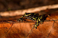 Yellow-striped poison frog, Uraba, Colombia On our last morning in Uraba, we made a 3rd and final visit to the forests behind the university campus. An early catch was this beautiful Yellow-striped poison frog. Not to be confused with the Yellow-bellied poison frog which at face value looks similar, yet is about 1cm smaller.<br />
<br />
This species is endemic to Colombia, yet relatively common to this part of Colombia. Still, we only found it once in our entire trip. This species is relatively tolerant to habitat degradation. Adding various perspectives:<br />
<br />
https://www.jungledragon.com/image/59862/yellow-striped_poison_frog_uraba_colombia.html<br />
https://www.jungledragon.com/image/59863/yellow-striped_poison_frog_-_side_view_uraba_colombia.html<br />
https://www.jungledragon.com/image/59864/yellow-striped_poison_frog_-_side_view_ii_uraba_colombia.html<br />
https://www.jungledragon.com/image/59866/yellow-striped_poison_frog_-_front_view_uraba_colombia.html<br />
https://www.jungledragon.com/image/59867/yellow-striped_poison_frog_-_portrait_uraba_colombia.html<br />
https://www.jungledragon.com/image/59868/yellow-striped_poison_frog_-_front_view_ii_uraba_colombia.html<br />
https://www.jungledragon.com/image/59869/yellow-striped_poison_frog_-_side_view_iii_uraba_colombia.html<br />
https://www.jungledragon.com/image/59870/yellow-striped_poison_frog_-_top_view_uraba_colombia.html Antioquia,Colombia,Colombia Choco & Pacific region,Dendrobates truncatus,South America,Uraba,Urabá,World,Yellow-striped poison frog