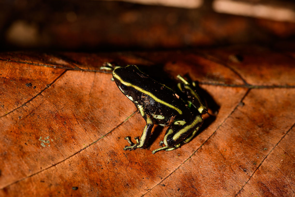 Yellow-striped poison frog - side view, Uraba, Colombia On our last morning in Uraba, we made a 3rd and final visit to the forests behind the university campus. An early catch was this beautiful Yellow-striped poison frog. Not to be confused with the Yellow-bellied poison frog which at face value looks similar, yet is about 1cm smaller.<br />
<br />
This species is endemic to Colombia, yet relatively common to this part of Colombia. Still, we only found it once in our entire trip. This species is relatively tolerant to habitat degradation. Adding various perspectives:<br />
<br />
<figure class="photo"><a href="https://www.jungledragon.com/image/59862/yellow-striped_poison_frog_uraba_colombia.html" title="Yellow-striped poison frog, Uraba, Colombia"><img src="https://s3.amazonaws.com/media.jungledragon.com/images/2/59862_thumb.jpg?AWSAccessKeyId=05GMT0V3GWVNE7GGM1R2&Expires=1769040010&Signature=1%2Fsfz8Qj1r0n7Q5CU0Dh60MAhEc%3D" width="200" height="134" alt="Yellow-striped poison frog, Uraba, Colombia On our last morning in Uraba, we made a 3rd and final visit to the forests behind the university campus. An early catch was this beautiful Yellow-striped poison frog. Not to be confused with the Yellow-bellied poison frog which at face value looks similar, yet is about 1cm smaller.<br />
<br />
This species is endemic to Colombia, yet relatively common to this part of Colombia. Still, we only found it once in our entire trip. This species is relatively tolerant to habitat degradation. Adding various perspectives:<br />
<br />
https://www.jungledragon.com/image/59862/yellow-striped_poison_frog_uraba_colombia.html<br />
https://www.jungledragon.com/image/59863/yellow-striped_poison_frog_-_side_view_uraba_colombia.html<br />
https://www.jungledragon.com/image/59864/yellow-striped_poison_frog_-_side_view_ii_uraba_colombia.html<br />
https://www.jungledragon.com/image/59866/yellow-striped_poison_frog_-_front_view_uraba_colombia.html<br />
https://www.jungledragon.com/image/59867/yellow-striped_poison_frog_-_portrait_uraba_colombia.html<br />
https://www.jungledragon.com/image/59868/yellow-striped_poison_frog_-_front_view_ii_uraba_colombia.html<br />
https://www.jungledragon.com/image/59869/yellow-striped_poison_frog_-_side_view_iii_uraba_colombia.html<br />
https://www.jungledragon.com/image/59870/yellow-striped_poison_frog_-_top_view_uraba_colombia.html Antioquia,Colombia,Colombia Choco &amp; Pacific region,Dendrobates truncatus,South America,Uraba,Urab&aacute;,World,Yellow-striped poison frog" /></a></figure><br />
<figure class="photo"><a href="https://www.jungledragon.com/image/59863/yellow-striped_poison_frog_-_side_view_uraba_colombia.html" title="Yellow-striped poison frog - side view, Uraba, Colombia"><img src="https://s3.amazonaws.com/media.jungledragon.com/images/2/59863_thumb.jpg?AWSAccessKeyId=05GMT0V3GWVNE7GGM1R2&Expires=1769040010&Signature=5BNxItOIcnE5ws04H6m0S7Nb%2FNs%3D" width="200" height="134" alt="Yellow-striped poison frog - side view, Uraba, Colombia On our last morning in Uraba, we made a 3rd and final visit to the forests behind the university campus. An early catch was this beautiful Yellow-striped poison frog. Not to be confused with the Yellow-bellied poison frog which at face value looks similar, yet is about 1cm smaller.<br />
<br />
This species is endemic to Colombia, yet relatively common to this part of Colombia. Still, we only found it once in our entire trip. This species is relatively tolerant to habitat degradation. Adding various perspectives:<br />
<br />
https://www.jungledragon.com/image/59862/yellow-striped_poison_frog_uraba_colombia.html<br />
https://www.jungledragon.com/image/59863/yellow-striped_poison_frog_-_side_view_uraba_colombia.html<br />
https://www.jungledragon.com/image/59864/yellow-striped_poison_frog_-_side_view_ii_uraba_colombia.html<br />
https://www.jungledragon.com/image/59866/yellow-striped_poison_frog_-_front_view_uraba_colombia.html<br />
https://www.jungledragon.com/image/59867/yellow-striped_poison_frog_-_portrait_uraba_colombia.html<br />
https://www.jungledragon.com/image/59868/yellow-striped_poison_frog_-_front_view_ii_uraba_colombia.html<br />
https://www.jungledragon.com/image/59869/yellow-striped_poison_frog_-_side_view_iii_uraba_colombia.html<br />
https://www.jungledragon.com/image/59870/yellow-striped_poison_frog_-_top_view_uraba_colombia.html Antioquia,Colombia,Colombia Choco &amp; Pacific region,Dendrobates truncatus,South America,Uraba,Urab&aacute;,World,Yellow-striped poison frog" /></a></figure><br />
<figure class="photo"><a href="https://www.jungledragon.com/image/59864/yellow-striped_poison_frog_-_side_view_ii_uraba_colombia.html" title="Yellow-striped poison frog - side view II, Uraba, Colombia"><img src="https://s3.amazonaws.com/media.jungledragon.com/images/2/59864_thumb.jpg?AWSAccessKeyId=05GMT0V3GWVNE7GGM1R2&Expires=1769040010&Signature=4ONsGnplhqxf7l6gUy6N%2FMkBev0%3D" width="200" height="134" alt="Yellow-striped poison frog - side view II, Uraba, Colombia On our last morning in Uraba, we made a 3rd and final visit to the forests behind the university campus. An early catch was this beautiful Yellow-striped poison frog. Not to be confused with the Yellow-bellied poison frog which at face value looks similar, yet is about 1cm smaller.<br />
<br />
This species is endemic to Colombia, yet relatively common to this part of Colombia. Still, we only found it once in our entire trip. This species is relatively tolerant to habitat degradation. Adding various perspectives:<br />
<br />
https://www.jungledragon.com/image/59862/yellow-striped_poison_frog_uraba_colombia.html<br />
https://www.jungledragon.com/image/59863/yellow-striped_poison_frog_-_side_view_uraba_colombia.html<br />
https://www.jungledragon.com/image/59864/yellow-striped_poison_frog_-_side_view_ii_uraba_colombia.html<br />
https://www.jungledragon.com/image/59866/yellow-striped_poison_frog_-_front_view_uraba_colombia.html<br />
https://www.jungledragon.com/image/59867/yellow-striped_poison_frog_-_portrait_uraba_colombia.html<br />
https://www.jungledragon.com/image/59868/yellow-striped_poison_frog_-_front_view_ii_uraba_colombia.html<br />
https://www.jungledragon.com/image/59869/yellow-striped_poison_frog_-_side_view_iii_uraba_colombia.html<br />
https://www.jungledragon.com/image/59870/yellow-striped_poison_frog_-_top_view_uraba_colombia.html Antioquia,Colombia,Colombia Choco &amp; Pacific region,Dendrobates truncatus,South America,Uraba,Urab&aacute;,World,Yellow-striped poison frog" /></a></figure><br />
<figure class="photo"><a href="https://www.jungledragon.com/image/59866/yellow-striped_poison_frog_-_front_view_uraba_colombia.html" title="Yellow-striped poison frog - front view, Uraba, Colombia"><img src="https://s3.amazonaws.com/media.jungledragon.com/images/2/59866_thumb.jpg?AWSAccessKeyId=05GMT0V3GWVNE7GGM1R2&Expires=1769040010&Signature=Yq0ImiT7SXWpsF8T8L0%2FyzFIXl4%3D" width="200" height="124" alt="Yellow-striped poison frog - front view, Uraba, Colombia On our last morning in Uraba, we made a 3rd and final visit to the forests behind the university campus. An early catch was this beautiful Yellow-striped poison frog. Not to be confused with the Yellow-bellied poison frog which at face value looks similar, yet is about 1cm smaller.<br />
<br />
This species is endemic to Colombia, yet relatively common to this part of Colombia. Still, we only found it once in our entire trip. This species is relatively tolerant to habitat degradation. Adding various perspectives:<br />
<br />
https://www.jungledragon.com/image/59862/yellow-striped_poison_frog_uraba_colombia.html<br />
https://www.jungledragon.com/image/59863/yellow-striped_poison_frog_-_side_view_uraba_colombia.html<br />
https://www.jungledragon.com/image/59864/yellow-striped_poison_frog_-_side_view_ii_uraba_colombia.html<br />
https://www.jungledragon.com/image/59866/yellow-striped_poison_frog_-_front_view_uraba_colombia.html<br />
https://www.jungledragon.com/image/59867/yellow-striped_poison_frog_-_portrait_uraba_colombia.html<br />
https://www.jungledragon.com/image/59868/yellow-striped_poison_frog_-_front_view_ii_uraba_colombia.html<br />
https://www.jungledragon.com/image/59869/yellow-striped_poison_frog_-_side_view_iii_uraba_colombia.html<br />
https://www.jungledragon.com/image/59870/yellow-striped_poison_frog_-_top_view_uraba_colombia.html Antioquia,Colombia,Colombia Choco &amp; Pacific region,Dendrobates truncatus,South America,Uraba,Urab&aacute;,World,Yellow-striped poison frog" /></a></figure><br />
<figure class="photo"><a href="https://www.jungledragon.com/image/59867/yellow-striped_poison_frog_-_portrait_uraba_colombia.html" title="Yellow-striped poison frog - portrait, Uraba, Colombia"><img src="https://s3.amazonaws.com/media.jungledragon.com/images/2/59867_thumb.jpg?AWSAccessKeyId=05GMT0V3GWVNE7GGM1R2&Expires=1769040010&Signature=HzgYpQm16p9ppf%2Ffejtn%2Bwx9SIU%3D" width="200" height="146" alt="Yellow-striped poison frog - portrait, Uraba, Colombia On our last morning in Uraba, we made a 3rd and final visit to the forests behind the university campus. An early catch was this beautiful Yellow-striped poison frog. Not to be confused with the Yellow-bellied poison frog which at face value looks similar, yet is about 1cm smaller.<br />
<br />
This species is endemic to Colombia, yet relatively common to this part of Colombia. Still, we only found it once in our entire trip. This species is relatively tolerant to habitat degradation. Adding various perspectives:<br />
<br />
https://www.jungledragon.com/image/59862/yellow-striped_poison_frog_uraba_colombia.html<br />
https://www.jungledragon.com/image/59863/yellow-striped_poison_frog_-_side_view_uraba_colombia.html<br />
https://www.jungledragon.com/image/59864/yellow-striped_poison_frog_-_side_view_ii_uraba_colombia.html<br />
https://www.jungledragon.com/image/59866/yellow-striped_poison_frog_-_front_view_uraba_colombia.html<br />
https://www.jungledragon.com/image/59867/yellow-striped_poison_frog_-_portrait_uraba_colombia.html<br />
https://www.jungledragon.com/image/59868/yellow-striped_poison_frog_-_front_view_ii_uraba_colombia.html<br />
https://www.jungledragon.com/image/59869/yellow-striped_poison_frog_-_side_view_iii_uraba_colombia.html<br />
https://www.jungledragon.com/image/59870/yellow-striped_poison_frog_-_top_view_uraba_colombia.html Antioquia,Colombia,Colombia Choco &amp; Pacific region,Dendrobates truncatus,South America,Uraba,Urab&aacute;,World,Yellow-striped poison frog" /></a></figure><br />
<figure class="photo"><a href="https://www.jungledragon.com/image/59868/yellow-striped_poison_frog_-_front_view_ii_uraba_colombia.html" title="Yellow-striped poison frog - front view II, Uraba, Colombia"><img src="https://s3.amazonaws.com/media.jungledragon.com/images/2/59868_thumb.jpg?AWSAccessKeyId=05GMT0V3GWVNE7GGM1R2&Expires=1769040010&Signature=1u%2FM42Emfvb9%2FeluqAkzocwLFXU%3D" width="200" height="126" alt="Yellow-striped poison frog - front view II, Uraba, Colombia On our last morning in Uraba, we made a 3rd and final visit to the forests behind the university campus. An early catch was this beautiful Yellow-striped poison frog. Not to be confused with the Yellow-bellied poison frog which at face value looks similar, yet is about 1cm smaller.<br />
<br />
This species is endemic to Colombia, yet relatively common to this part of Colombia. Still, we only found it once in our entire trip. This species is relatively tolerant to habitat degradation. Adding various perspectives:<br />
<br />
https://www.jungledragon.com/image/59862/yellow-striped_poison_frog_uraba_colombia.html<br />
https://www.jungledragon.com/image/59863/yellow-striped_poison_frog_-_side_view_uraba_colombia.html<br />
https://www.jungledragon.com/image/59864/yellow-striped_poison_frog_-_side_view_ii_uraba_colombia.html<br />
https://www.jungledragon.com/image/59866/yellow-striped_poison_frog_-_front_view_uraba_colombia.html<br />
https://www.jungledragon.com/image/59867/yellow-striped_poison_frog_-_portrait_uraba_colombia.html<br />
https://www.jungledragon.com/image/59868/yellow-striped_poison_frog_-_front_view_ii_uraba_colombia.html<br />
https://www.jungledragon.com/image/59869/yellow-striped_poison_frog_-_side_view_iii_uraba_colombia.html<br />
https://www.jungledragon.com/image/59870/yellow-striped_poison_frog_-_top_view_uraba_colombia.html Antioquia,Colombia,Colombia Choco &amp; Pacific region,Dendrobates truncatus,South America,Uraba,Urab&aacute;,World,Yellow-striped poison frog" /></a></figure><br />
<figure class="photo"><a href="https://www.jungledragon.com/image/59869/yellow-striped_poison_frog_-_side_view_iii_uraba_colombia.html" title="Yellow-striped poison frog - side view III, Uraba, Colombia"><img src="https://s3.amazonaws.com/media.jungledragon.com/images/2/59869_thumb.jpg?AWSAccessKeyId=05GMT0V3GWVNE7GGM1R2&Expires=1769040010&Signature=AhQtQKB1dJDSV8s38G6WIOt%2FZfc%3D" width="200" height="178" alt="Yellow-striped poison frog - side view III, Uraba, Colombia On our last morning in Uraba, we made a 3rd and final visit to the forests behind the university campus. An early catch was this beautiful Yellow-striped poison frog. Not to be confused with the Yellow-bellied poison frog which at face value looks similar, yet is about 1cm smaller.<br />
<br />
This species is endemic to Colombia, yet relatively common to this part of Colombia. Still, we only found it once in our entire trip. This species is relatively tolerant to habitat degradation. Adding various perspectives:<br />
<br />
https://www.jungledragon.com/image/59862/yellow-striped_poison_frog_uraba_colombia.html<br />
https://www.jungledragon.com/image/59863/yellow-striped_poison_frog_-_side_view_uraba_colombia.html<br />
https://www.jungledragon.com/image/59864/yellow-striped_poison_frog_-_side_view_ii_uraba_colombia.html<br />
https://www.jungledragon.com/image/59866/yellow-striped_poison_frog_-_front_view_uraba_colombia.html<br />
https://www.jungledragon.com/image/59867/yellow-striped_poison_frog_-_portrait_uraba_colombia.html<br />
https://www.jungledragon.com/image/59868/yellow-striped_poison_frog_-_front_view_ii_uraba_colombia.html<br />
https://www.jungledragon.com/image/59869/yellow-striped_poison_frog_-_side_view_iii_uraba_colombia.html<br />
https://www.jungledragon.com/image/59870/yellow-striped_poison_frog_-_top_view_uraba_colombia.html Antioquia,Colombia,Colombia Choco &amp; Pacific region,Dendrobates truncatus,South America,Uraba,Urab&aacute;,World,Yellow-striped poison frog" /></a></figure><br />
<figure class="photo"><a href="https://www.jungledragon.com/image/59870/yellow-striped_poison_frog_-_top_view_uraba_colombia.html" title="Yellow-striped poison frog - top view, Uraba, Colombia"><img src="https://s3.amazonaws.com/media.jungledragon.com/images/2/59870_thumb.jpg?AWSAccessKeyId=05GMT0V3GWVNE7GGM1R2&Expires=1769040010&Signature=qdCRhsGSSeM74Bi58oSxX8jBtvU%3D" width="152" height="152" alt="Yellow-striped poison frog - top view, Uraba, Colombia On our last morning in Uraba, we made a 3rd and final visit to the forests behind the university campus. An early catch was this beautiful Yellow-striped poison frog. Not to be confused with the Yellow-bellied poison frog which at face value looks similar, yet is about 1cm smaller.<br />
<br />
This species is endemic to Colombia, yet relatively common to this part of Colombia. Still, we only found it once in our entire trip. This species is relatively tolerant to habitat degradation. Adding various perspectives:<br />
<br />
https://www.jungledragon.com/image/59862/yellow-striped_poison_frog_uraba_colombia.html<br />
https://www.jungledragon.com/image/59863/yellow-striped_poison_frog_-_side_view_uraba_colombia.html<br />
https://www.jungledragon.com/image/59864/yellow-striped_poison_frog_-_side_view_ii_uraba_colombia.html<br />
https://www.jungledragon.com/image/59866/yellow-striped_poison_frog_-_front_view_uraba_colombia.html<br />
https://www.jungledragon.com/image/59867/yellow-striped_poison_frog_-_portrait_uraba_colombia.html<br />
https://www.jungledragon.com/image/59868/yellow-striped_poison_frog_-_front_view_ii_uraba_colombia.html<br />
https://www.jungledragon.com/image/59869/yellow-striped_poison_frog_-_side_view_iii_uraba_colombia.html<br />
https://www.jungledragon.com/image/59870/yellow-striped_poison_frog_-_top_view_uraba_colombia.html Antioquia,Colombia,Colombia Choco &amp; Pacific region,Dendrobates truncatus,South America,Uraba,Urab&aacute;,World,Yellow-striped poison frog" /></a></figure> Antioquia,Colombia,Colombia Choco & Pacific region,Dendrobates truncatus,South America,Uraba,Urab&aacute;,World,Yellow-striped poison frog
