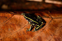 Yellow-striped poison frog - side view, Uraba, Colombia On our last morning in Uraba, we made a 3rd and final visit to the forests behind the university campus. An early catch was this beautiful Yellow-striped poison frog. Not to be confused with the Yellow-bellied poison frog which at face value looks similar, yet is about 1cm smaller.<br />
<br />
This species is endemic to Colombia, yet relatively common to this part of Colombia. Still, we only found it once in our entire trip. This species is relatively tolerant to habitat degradation. Adding various perspectives:<br />
<br />
https://www.jungledragon.com/image/59862/yellow-striped_poison_frog_uraba_colombia.html<br />
https://www.jungledragon.com/image/59863/yellow-striped_poison_frog_-_side_view_uraba_colombia.html<br />
https://www.jungledragon.com/image/59864/yellow-striped_poison_frog_-_side_view_ii_uraba_colombia.html<br />
https://www.jungledragon.com/image/59866/yellow-striped_poison_frog_-_front_view_uraba_colombia.html<br />
https://www.jungledragon.com/image/59867/yellow-striped_poison_frog_-_portrait_uraba_colombia.html<br />
https://www.jungledragon.com/image/59868/yellow-striped_poison_frog_-_front_view_ii_uraba_colombia.html<br />
https://www.jungledragon.com/image/59869/yellow-striped_poison_frog_-_side_view_iii_uraba_colombia.html<br />
https://www.jungledragon.com/image/59870/yellow-striped_poison_frog_-_top_view_uraba_colombia.html Antioquia,Colombia,Colombia Choco & Pacific region,Dendrobates truncatus,South America,Uraba,Urabá,World,Yellow-striped poison frog