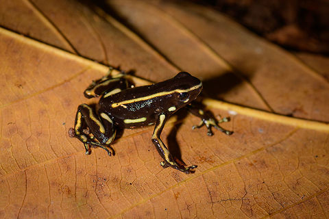 Yellow-striped poison frog - side view II, Uraba, Colombia On our last morning in Uraba, we made a 3rd and final visit to the forests behind the university campus. An early catch was this beautiful Yellow-striped poison frog. Not to be confused with the Yellow-bellied poison frog which at face value looks similar, yet is about 1cm smaller.

This species is endemic to Colombia, yet relatively common to this part of Colombia. Still, we only found it once in our entire trip. This species is relatively tolerant to habitat degradation. Adding various perspectives:

https://www.jungledragon.com/image/59862/yellow-striped_poison_frog_uraba_colombia.html
https://www.jungledragon.com/image/59863/yellow-striped_poison_frog_-_side_view_uraba_colombia.html
https://www.jungledragon.com/image/59864/yellow-striped_poison_frog_-_side_view_ii_uraba_colombia.html
https://www.jungledragon.com/image/59866/yellow-striped_poison_frog_-_front_view_uraba_colombia.html
https://www.jungledragon.com/image/59867/yellow-striped_poison_frog_-_portrait_uraba_colombia.html
https://www.jungledragon.com/image/59868/yellow-striped_poison_frog_-_front_view_ii_uraba_colombia.html
https://www.jungledragon.com/image/59869/yellow-striped_poison_frog_-_side_view_iii_uraba_colombia.html
https://www.jungledragon.com/image/59870/yellow-striped_poison_frog_-_top_view_uraba_colombia.html Antioquia,Colombia,Colombia Choco & Pacific region,Dendrobates truncatus,South America,Uraba,Urab&aacute;,World,Yellow-striped poison frog