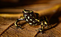 Yellow-striped poison frog - front view, Uraba, Colombia On our last morning in Uraba, we made a 3rd and final visit to the forests behind the university campus. An early catch was this beautiful Yellow-striped poison frog. Not to be confused with the Yellow-bellied poison frog which at face value looks similar, yet is about 1cm smaller.<br />
<br />
This species is endemic to Colombia, yet relatively common to this part of Colombia. Still, we only found it once in our entire trip. This species is relatively tolerant to habitat degradation. Adding various perspectives:<br />
<br />
https://www.jungledragon.com/image/59862/yellow-striped_poison_frog_uraba_colombia.html<br />
https://www.jungledragon.com/image/59863/yellow-striped_poison_frog_-_side_view_uraba_colombia.html<br />
https://www.jungledragon.com/image/59864/yellow-striped_poison_frog_-_side_view_ii_uraba_colombia.html<br />
https://www.jungledragon.com/image/59866/yellow-striped_poison_frog_-_front_view_uraba_colombia.html<br />
https://www.jungledragon.com/image/59867/yellow-striped_poison_frog_-_portrait_uraba_colombia.html<br />
https://www.jungledragon.com/image/59868/yellow-striped_poison_frog_-_front_view_ii_uraba_colombia.html<br />
https://www.jungledragon.com/image/59869/yellow-striped_poison_frog_-_side_view_iii_uraba_colombia.html<br />
https://www.jungledragon.com/image/59870/yellow-striped_poison_frog_-_top_view_uraba_colombia.html Antioquia,Colombia,Colombia Choco & Pacific region,Dendrobates truncatus,South America,Uraba,Urabá,World,Yellow-striped poison frog