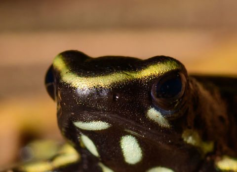 Yellow-striped poison frog - portrait, Uraba, Colombia On our last morning in Uraba, we made a 3rd and final visit to the forests behind the university campus. An early catch was this beautiful Yellow-striped poison frog. Not to be confused with the Yellow-bellied poison frog which at face value looks similar, yet is about 1cm smaller.

This species is endemic to Colombia, yet relatively common to this part of Colombia. Still, we only found it once in our entire trip. This species is relatively tolerant to habitat degradation. Adding various perspectives:

https://www.jungledragon.com/image/59862/yellow-striped_poison_frog_uraba_colombia.html
https://www.jungledragon.com/image/59863/yellow-striped_poison_frog_-_side_view_uraba_colombia.html
https://www.jungledragon.com/image/59864/yellow-striped_poison_frog_-_side_view_ii_uraba_colombia.html
https://www.jungledragon.com/image/59866/yellow-striped_poison_frog_-_front_view_uraba_colombia.html
https://www.jungledragon.com/image/59867/yellow-striped_poison_frog_-_portrait_uraba_colombia.html
https://www.jungledragon.com/image/59868/yellow-striped_poison_frog_-_front_view_ii_uraba_colombia.html
https://www.jungledragon.com/image/59869/yellow-striped_poison_frog_-_side_view_iii_uraba_colombia.html
https://www.jungledragon.com/image/59870/yellow-striped_poison_frog_-_top_view_uraba_colombia.html Antioquia,Colombia,Colombia Choco & Pacific region,Dendrobates truncatus,South America,Uraba,Urabá,World,Yellow-striped poison frog