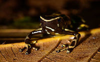Yellow-striped poison frog - front view II, Uraba, Colombia On our last morning in Uraba, we made a 3rd and final visit to the forests behind the university campus. An early catch was this beautiful Yellow-striped poison frog. Not to be confused with the Yellow-bellied poison frog which at face value looks similar, yet is about 1cm smaller.<br />
<br />
This species is endemic to Colombia, yet relatively common to this part of Colombia. Still, we only found it once in our entire trip. This species is relatively tolerant to habitat degradation. Adding various perspectives:<br />
<br />
https://www.jungledragon.com/image/59862/yellow-striped_poison_frog_uraba_colombia.html<br />
https://www.jungledragon.com/image/59863/yellow-striped_poison_frog_-_side_view_uraba_colombia.html<br />
https://www.jungledragon.com/image/59864/yellow-striped_poison_frog_-_side_view_ii_uraba_colombia.html<br />
https://www.jungledragon.com/image/59866/yellow-striped_poison_frog_-_front_view_uraba_colombia.html<br />
https://www.jungledragon.com/image/59867/yellow-striped_poison_frog_-_portrait_uraba_colombia.html<br />
https://www.jungledragon.com/image/59868/yellow-striped_poison_frog_-_front_view_ii_uraba_colombia.html<br />
https://www.jungledragon.com/image/59869/yellow-striped_poison_frog_-_side_view_iii_uraba_colombia.html<br />
https://www.jungledragon.com/image/59870/yellow-striped_poison_frog_-_top_view_uraba_colombia.html Antioquia,Colombia,Colombia Choco & Pacific region,Dendrobates truncatus,South America,Uraba,Urabá,World,Yellow-striped poison frog