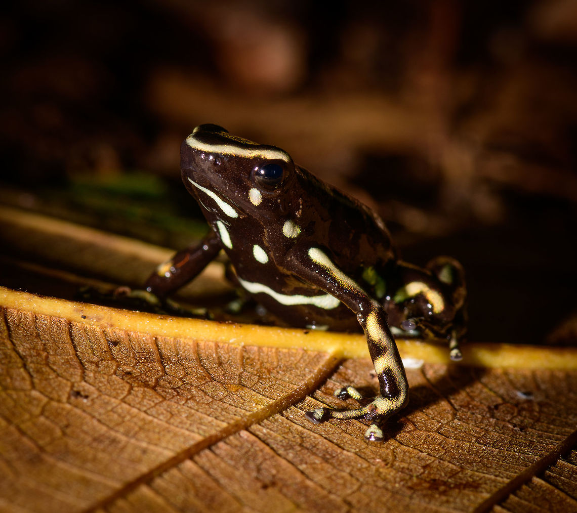 Yellow-striped poison frog - side view III, Uraba, Colombia On our last morning in Uraba, we made a 3rd and final visit to the forests behind the university campus. An early catch was this beautiful Yellow-striped poison frog. Not to be confused with the Yellow-bellied poison frog which at face value looks similar, yet is about 1cm smaller.<br />
<br />
This species is endemic to Colombia, yet relatively common to this part of Colombia. Still, we only found it once in our entire trip. This species is relatively tolerant to habitat degradation. Adding various perspectives:<br />
<br />
<figure class="photo"><a href="https://www.jungledragon.com/image/59862/yellow-striped_poison_frog_uraba_colombia.html" title="Yellow-striped poison frog, Uraba, Colombia"><img src="https://s3.amazonaws.com/media.jungledragon.com/images/2/59862_thumb.jpg?AWSAccessKeyId=05GMT0V3GWVNE7GGM1R2&Expires=1769040010&Signature=1%2Fsfz8Qj1r0n7Q5CU0Dh60MAhEc%3D" width="200" height="134" alt="Yellow-striped poison frog, Uraba, Colombia On our last morning in Uraba, we made a 3rd and final visit to the forests behind the university campus. An early catch was this beautiful Yellow-striped poison frog. Not to be confused with the Yellow-bellied poison frog which at face value looks similar, yet is about 1cm smaller.<br />
<br />
This species is endemic to Colombia, yet relatively common to this part of Colombia. Still, we only found it once in our entire trip. This species is relatively tolerant to habitat degradation. Adding various perspectives:<br />
<br />
https://www.jungledragon.com/image/59862/yellow-striped_poison_frog_uraba_colombia.html<br />
https://www.jungledragon.com/image/59863/yellow-striped_poison_frog_-_side_view_uraba_colombia.html<br />
https://www.jungledragon.com/image/59864/yellow-striped_poison_frog_-_side_view_ii_uraba_colombia.html<br />
https://www.jungledragon.com/image/59866/yellow-striped_poison_frog_-_front_view_uraba_colombia.html<br />
https://www.jungledragon.com/image/59867/yellow-striped_poison_frog_-_portrait_uraba_colombia.html<br />
https://www.jungledragon.com/image/59868/yellow-striped_poison_frog_-_front_view_ii_uraba_colombia.html<br />
https://www.jungledragon.com/image/59869/yellow-striped_poison_frog_-_side_view_iii_uraba_colombia.html<br />
https://www.jungledragon.com/image/59870/yellow-striped_poison_frog_-_top_view_uraba_colombia.html Antioquia,Colombia,Colombia Choco &amp; Pacific region,Dendrobates truncatus,South America,Uraba,Urab&aacute;,World,Yellow-striped poison frog" /></a></figure><br />
<figure class="photo"><a href="https://www.jungledragon.com/image/59863/yellow-striped_poison_frog_-_side_view_uraba_colombia.html" title="Yellow-striped poison frog - side view, Uraba, Colombia"><img src="https://s3.amazonaws.com/media.jungledragon.com/images/2/59863_thumb.jpg?AWSAccessKeyId=05GMT0V3GWVNE7GGM1R2&Expires=1769040010&Signature=5BNxItOIcnE5ws04H6m0S7Nb%2FNs%3D" width="200" height="134" alt="Yellow-striped poison frog - side view, Uraba, Colombia On our last morning in Uraba, we made a 3rd and final visit to the forests behind the university campus. An early catch was this beautiful Yellow-striped poison frog. Not to be confused with the Yellow-bellied poison frog which at face value looks similar, yet is about 1cm smaller.<br />
<br />
This species is endemic to Colombia, yet relatively common to this part of Colombia. Still, we only found it once in our entire trip. This species is relatively tolerant to habitat degradation. Adding various perspectives:<br />
<br />
https://www.jungledragon.com/image/59862/yellow-striped_poison_frog_uraba_colombia.html<br />
https://www.jungledragon.com/image/59863/yellow-striped_poison_frog_-_side_view_uraba_colombia.html<br />
https://www.jungledragon.com/image/59864/yellow-striped_poison_frog_-_side_view_ii_uraba_colombia.html<br />
https://www.jungledragon.com/image/59866/yellow-striped_poison_frog_-_front_view_uraba_colombia.html<br />
https://www.jungledragon.com/image/59867/yellow-striped_poison_frog_-_portrait_uraba_colombia.html<br />
https://www.jungledragon.com/image/59868/yellow-striped_poison_frog_-_front_view_ii_uraba_colombia.html<br />
https://www.jungledragon.com/image/59869/yellow-striped_poison_frog_-_side_view_iii_uraba_colombia.html<br />
https://www.jungledragon.com/image/59870/yellow-striped_poison_frog_-_top_view_uraba_colombia.html Antioquia,Colombia,Colombia Choco &amp; Pacific region,Dendrobates truncatus,South America,Uraba,Urab&aacute;,World,Yellow-striped poison frog" /></a></figure><br />
<figure class="photo"><a href="https://www.jungledragon.com/image/59864/yellow-striped_poison_frog_-_side_view_ii_uraba_colombia.html" title="Yellow-striped poison frog - side view II, Uraba, Colombia"><img src="https://s3.amazonaws.com/media.jungledragon.com/images/2/59864_thumb.jpg?AWSAccessKeyId=05GMT0V3GWVNE7GGM1R2&Expires=1769040010&Signature=4ONsGnplhqxf7l6gUy6N%2FMkBev0%3D" width="200" height="134" alt="Yellow-striped poison frog - side view II, Uraba, Colombia On our last morning in Uraba, we made a 3rd and final visit to the forests behind the university campus. An early catch was this beautiful Yellow-striped poison frog. Not to be confused with the Yellow-bellied poison frog which at face value looks similar, yet is about 1cm smaller.<br />
<br />
This species is endemic to Colombia, yet relatively common to this part of Colombia. Still, we only found it once in our entire trip. This species is relatively tolerant to habitat degradation. Adding various perspectives:<br />
<br />
https://www.jungledragon.com/image/59862/yellow-striped_poison_frog_uraba_colombia.html<br />
https://www.jungledragon.com/image/59863/yellow-striped_poison_frog_-_side_view_uraba_colombia.html<br />
https://www.jungledragon.com/image/59864/yellow-striped_poison_frog_-_side_view_ii_uraba_colombia.html<br />
https://www.jungledragon.com/image/59866/yellow-striped_poison_frog_-_front_view_uraba_colombia.html<br />
https://www.jungledragon.com/image/59867/yellow-striped_poison_frog_-_portrait_uraba_colombia.html<br />
https://www.jungledragon.com/image/59868/yellow-striped_poison_frog_-_front_view_ii_uraba_colombia.html<br />
https://www.jungledragon.com/image/59869/yellow-striped_poison_frog_-_side_view_iii_uraba_colombia.html<br />
https://www.jungledragon.com/image/59870/yellow-striped_poison_frog_-_top_view_uraba_colombia.html Antioquia,Colombia,Colombia Choco &amp; Pacific region,Dendrobates truncatus,South America,Uraba,Urab&aacute;,World,Yellow-striped poison frog" /></a></figure><br />
<figure class="photo"><a href="https://www.jungledragon.com/image/59866/yellow-striped_poison_frog_-_front_view_uraba_colombia.html" title="Yellow-striped poison frog - front view, Uraba, Colombia"><img src="https://s3.amazonaws.com/media.jungledragon.com/images/2/59866_thumb.jpg?AWSAccessKeyId=05GMT0V3GWVNE7GGM1R2&Expires=1769040010&Signature=Yq0ImiT7SXWpsF8T8L0%2FyzFIXl4%3D" width="200" height="124" alt="Yellow-striped poison frog - front view, Uraba, Colombia On our last morning in Uraba, we made a 3rd and final visit to the forests behind the university campus. An early catch was this beautiful Yellow-striped poison frog. Not to be confused with the Yellow-bellied poison frog which at face value looks similar, yet is about 1cm smaller.<br />
<br />
This species is endemic to Colombia, yet relatively common to this part of Colombia. Still, we only found it once in our entire trip. This species is relatively tolerant to habitat degradation. Adding various perspectives:<br />
<br />
https://www.jungledragon.com/image/59862/yellow-striped_poison_frog_uraba_colombia.html<br />
https://www.jungledragon.com/image/59863/yellow-striped_poison_frog_-_side_view_uraba_colombia.html<br />
https://www.jungledragon.com/image/59864/yellow-striped_poison_frog_-_side_view_ii_uraba_colombia.html<br />
https://www.jungledragon.com/image/59866/yellow-striped_poison_frog_-_front_view_uraba_colombia.html<br />
https://www.jungledragon.com/image/59867/yellow-striped_poison_frog_-_portrait_uraba_colombia.html<br />
https://www.jungledragon.com/image/59868/yellow-striped_poison_frog_-_front_view_ii_uraba_colombia.html<br />
https://www.jungledragon.com/image/59869/yellow-striped_poison_frog_-_side_view_iii_uraba_colombia.html<br />
https://www.jungledragon.com/image/59870/yellow-striped_poison_frog_-_top_view_uraba_colombia.html Antioquia,Colombia,Colombia Choco &amp; Pacific region,Dendrobates truncatus,South America,Uraba,Urab&aacute;,World,Yellow-striped poison frog" /></a></figure><br />
<figure class="photo"><a href="https://www.jungledragon.com/image/59867/yellow-striped_poison_frog_-_portrait_uraba_colombia.html" title="Yellow-striped poison frog - portrait, Uraba, Colombia"><img src="https://s3.amazonaws.com/media.jungledragon.com/images/2/59867_thumb.jpg?AWSAccessKeyId=05GMT0V3GWVNE7GGM1R2&Expires=1769040010&Signature=HzgYpQm16p9ppf%2Ffejtn%2Bwx9SIU%3D" width="200" height="146" alt="Yellow-striped poison frog - portrait, Uraba, Colombia On our last morning in Uraba, we made a 3rd and final visit to the forests behind the university campus. An early catch was this beautiful Yellow-striped poison frog. Not to be confused with the Yellow-bellied poison frog which at face value looks similar, yet is about 1cm smaller.<br />
<br />
This species is endemic to Colombia, yet relatively common to this part of Colombia. Still, we only found it once in our entire trip. This species is relatively tolerant to habitat degradation. Adding various perspectives:<br />
<br />
https://www.jungledragon.com/image/59862/yellow-striped_poison_frog_uraba_colombia.html<br />
https://www.jungledragon.com/image/59863/yellow-striped_poison_frog_-_side_view_uraba_colombia.html<br />
https://www.jungledragon.com/image/59864/yellow-striped_poison_frog_-_side_view_ii_uraba_colombia.html<br />
https://www.jungledragon.com/image/59866/yellow-striped_poison_frog_-_front_view_uraba_colombia.html<br />
https://www.jungledragon.com/image/59867/yellow-striped_poison_frog_-_portrait_uraba_colombia.html<br />
https://www.jungledragon.com/image/59868/yellow-striped_poison_frog_-_front_view_ii_uraba_colombia.html<br />
https://www.jungledragon.com/image/59869/yellow-striped_poison_frog_-_side_view_iii_uraba_colombia.html<br />
https://www.jungledragon.com/image/59870/yellow-striped_poison_frog_-_top_view_uraba_colombia.html Antioquia,Colombia,Colombia Choco &amp; Pacific region,Dendrobates truncatus,South America,Uraba,Urab&aacute;,World,Yellow-striped poison frog" /></a></figure><br />
<figure class="photo"><a href="https://www.jungledragon.com/image/59868/yellow-striped_poison_frog_-_front_view_ii_uraba_colombia.html" title="Yellow-striped poison frog - front view II, Uraba, Colombia"><img src="https://s3.amazonaws.com/media.jungledragon.com/images/2/59868_thumb.jpg?AWSAccessKeyId=05GMT0V3GWVNE7GGM1R2&Expires=1769040010&Signature=1u%2FM42Emfvb9%2FeluqAkzocwLFXU%3D" width="200" height="126" alt="Yellow-striped poison frog - front view II, Uraba, Colombia On our last morning in Uraba, we made a 3rd and final visit to the forests behind the university campus. An early catch was this beautiful Yellow-striped poison frog. Not to be confused with the Yellow-bellied poison frog which at face value looks similar, yet is about 1cm smaller.<br />
<br />
This species is endemic to Colombia, yet relatively common to this part of Colombia. Still, we only found it once in our entire trip. This species is relatively tolerant to habitat degradation. Adding various perspectives:<br />
<br />
https://www.jungledragon.com/image/59862/yellow-striped_poison_frog_uraba_colombia.html<br />
https://www.jungledragon.com/image/59863/yellow-striped_poison_frog_-_side_view_uraba_colombia.html<br />
https://www.jungledragon.com/image/59864/yellow-striped_poison_frog_-_side_view_ii_uraba_colombia.html<br />
https://www.jungledragon.com/image/59866/yellow-striped_poison_frog_-_front_view_uraba_colombia.html<br />
https://www.jungledragon.com/image/59867/yellow-striped_poison_frog_-_portrait_uraba_colombia.html<br />
https://www.jungledragon.com/image/59868/yellow-striped_poison_frog_-_front_view_ii_uraba_colombia.html<br />
https://www.jungledragon.com/image/59869/yellow-striped_poison_frog_-_side_view_iii_uraba_colombia.html<br />
https://www.jungledragon.com/image/59870/yellow-striped_poison_frog_-_top_view_uraba_colombia.html Antioquia,Colombia,Colombia Choco &amp; Pacific region,Dendrobates truncatus,South America,Uraba,Urab&aacute;,World,Yellow-striped poison frog" /></a></figure><br />
<figure class="photo"><a href="https://www.jungledragon.com/image/59869/yellow-striped_poison_frog_-_side_view_iii_uraba_colombia.html" title="Yellow-striped poison frog - side view III, Uraba, Colombia"><img src="https://s3.amazonaws.com/media.jungledragon.com/images/2/59869_thumb.jpg?AWSAccessKeyId=05GMT0V3GWVNE7GGM1R2&Expires=1769040010&Signature=AhQtQKB1dJDSV8s38G6WIOt%2FZfc%3D" width="200" height="178" alt="Yellow-striped poison frog - side view III, Uraba, Colombia On our last morning in Uraba, we made a 3rd and final visit to the forests behind the university campus. An early catch was this beautiful Yellow-striped poison frog. Not to be confused with the Yellow-bellied poison frog which at face value looks similar, yet is about 1cm smaller.<br />
<br />
This species is endemic to Colombia, yet relatively common to this part of Colombia. Still, we only found it once in our entire trip. This species is relatively tolerant to habitat degradation. Adding various perspectives:<br />
<br />
https://www.jungledragon.com/image/59862/yellow-striped_poison_frog_uraba_colombia.html<br />
https://www.jungledragon.com/image/59863/yellow-striped_poison_frog_-_side_view_uraba_colombia.html<br />
https://www.jungledragon.com/image/59864/yellow-striped_poison_frog_-_side_view_ii_uraba_colombia.html<br />
https://www.jungledragon.com/image/59866/yellow-striped_poison_frog_-_front_view_uraba_colombia.html<br />
https://www.jungledragon.com/image/59867/yellow-striped_poison_frog_-_portrait_uraba_colombia.html<br />
https://www.jungledragon.com/image/59868/yellow-striped_poison_frog_-_front_view_ii_uraba_colombia.html<br />
https://www.jungledragon.com/image/59869/yellow-striped_poison_frog_-_side_view_iii_uraba_colombia.html<br />
https://www.jungledragon.com/image/59870/yellow-striped_poison_frog_-_top_view_uraba_colombia.html Antioquia,Colombia,Colombia Choco &amp; Pacific region,Dendrobates truncatus,South America,Uraba,Urab&aacute;,World,Yellow-striped poison frog" /></a></figure><br />
<figure class="photo"><a href="https://www.jungledragon.com/image/59870/yellow-striped_poison_frog_-_top_view_uraba_colombia.html" title="Yellow-striped poison frog - top view, Uraba, Colombia"><img src="https://s3.amazonaws.com/media.jungledragon.com/images/2/59870_thumb.jpg?AWSAccessKeyId=05GMT0V3GWVNE7GGM1R2&Expires=1769040010&Signature=qdCRhsGSSeM74Bi58oSxX8jBtvU%3D" width="152" height="152" alt="Yellow-striped poison frog - top view, Uraba, Colombia On our last morning in Uraba, we made a 3rd and final visit to the forests behind the university campus. An early catch was this beautiful Yellow-striped poison frog. Not to be confused with the Yellow-bellied poison frog which at face value looks similar, yet is about 1cm smaller.<br />
<br />
This species is endemic to Colombia, yet relatively common to this part of Colombia. Still, we only found it once in our entire trip. This species is relatively tolerant to habitat degradation. Adding various perspectives:<br />
<br />
https://www.jungledragon.com/image/59862/yellow-striped_poison_frog_uraba_colombia.html<br />
https://www.jungledragon.com/image/59863/yellow-striped_poison_frog_-_side_view_uraba_colombia.html<br />
https://www.jungledragon.com/image/59864/yellow-striped_poison_frog_-_side_view_ii_uraba_colombia.html<br />
https://www.jungledragon.com/image/59866/yellow-striped_poison_frog_-_front_view_uraba_colombia.html<br />
https://www.jungledragon.com/image/59867/yellow-striped_poison_frog_-_portrait_uraba_colombia.html<br />
https://www.jungledragon.com/image/59868/yellow-striped_poison_frog_-_front_view_ii_uraba_colombia.html<br />
https://www.jungledragon.com/image/59869/yellow-striped_poison_frog_-_side_view_iii_uraba_colombia.html<br />
https://www.jungledragon.com/image/59870/yellow-striped_poison_frog_-_top_view_uraba_colombia.html Antioquia,Colombia,Colombia Choco &amp; Pacific region,Dendrobates truncatus,South America,Uraba,Urab&aacute;,World,Yellow-striped poison frog" /></a></figure> Antioquia,Colombia,Colombia Choco & Pacific region,Dendrobates truncatus,South America,Uraba,Urab&aacute;,World,Yellow-striped poison frog