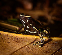 Yellow-striped poison frog - side view III, Uraba, Colombia On our last morning in Uraba, we made a 3rd and final visit to the forests behind the university campus. An early catch was this beautiful Yellow-striped poison frog. Not to be confused with the Yellow-bellied poison frog which at face value looks similar, yet is about 1cm smaller.<br />
<br />
This species is endemic to Colombia, yet relatively common to this part of Colombia. Still, we only found it once in our entire trip. This species is relatively tolerant to habitat degradation. Adding various perspectives:<br />
<br />
https://www.jungledragon.com/image/59862/yellow-striped_poison_frog_uraba_colombia.html<br />
https://www.jungledragon.com/image/59863/yellow-striped_poison_frog_-_side_view_uraba_colombia.html<br />
https://www.jungledragon.com/image/59864/yellow-striped_poison_frog_-_side_view_ii_uraba_colombia.html<br />
https://www.jungledragon.com/image/59866/yellow-striped_poison_frog_-_front_view_uraba_colombia.html<br />
https://www.jungledragon.com/image/59867/yellow-striped_poison_frog_-_portrait_uraba_colombia.html<br />
https://www.jungledragon.com/image/59868/yellow-striped_poison_frog_-_front_view_ii_uraba_colombia.html<br />
https://www.jungledragon.com/image/59869/yellow-striped_poison_frog_-_side_view_iii_uraba_colombia.html<br />
https://www.jungledragon.com/image/59870/yellow-striped_poison_frog_-_top_view_uraba_colombia.html Antioquia,Colombia,Colombia Choco & Pacific region,Dendrobates truncatus,South America,Uraba,Urabá,World,Yellow-striped poison frog
