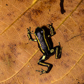 Yellow-striped poison frog - top view, Uraba, Colombia On our last morning in Uraba, we made a 3rd and final visit to the forests behind the university campus. An early catch was this beautiful Yellow-striped poison frog. Not to be confused with the Yellow-bellied poison frog which at face value looks similar, yet is about 1cm smaller.

This species is endemic to Colombia, yet relatively common to this part of Colombia. Still, we only found it once in our entire trip. This species is relatively tolerant to habitat degradation. Adding various perspectives:

https://www.jungledragon.com/image/59862/yellow-striped_poison_frog_uraba_colombia.html
https://www.jungledragon.com/image/59863/yellow-striped_poison_frog_-_side_view_uraba_colombia.html
https://www.jungledragon.com/image/59864/yellow-striped_poison_frog_-_side_view_ii_uraba_colombia.html
https://www.jungledragon.com/image/59866/yellow-striped_poison_frog_-_front_view_uraba_colombia.html
https://www.jungledragon.com/image/59867/yellow-striped_poison_frog_-_portrait_uraba_colombia.html
https://www.jungledragon.com/image/59868/yellow-striped_poison_frog_-_front_view_ii_uraba_colombia.html
https://www.jungledragon.com/image/59869/yellow-striped_poison_frog_-_side_view_iii_uraba_colombia.html
https://www.jungledragon.com/image/59870/yellow-striped_poison_frog_-_top_view_uraba_colombia.html Antioquia,Colombia,Colombia Choco & Pacific region,Dendrobates truncatus,South America,Uraba,Urab&aacute;,World,Yellow-striped poison frog