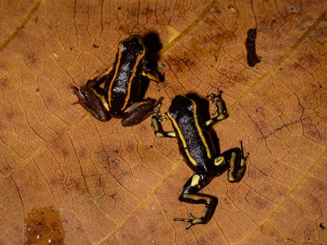 Yellow-bellied and Yellow-striped poison frog, Uraba, Colombia Now here is something you don't see every day, a Yellow-bellied and Yellow-striped poison frog in a single scene. These were found a few meters apart and then placed on this leaf for a few photos, and then placed back. Going by my guide's explanation and some things I've been reading about, I'll make an attempt to explain identification, which is confusing.<br />
<br />
On the left, in orange, is the Yellow-bellied poison frog. It comes in several variants, where orange seems unusual. Here's another observation of an orange variant:<br />
<a href="https://www.inaturalist.org/observations/654072" rel="nofollow">https://www.inaturalist.org/observations/654072</a><br />
<br />
The Yellow-bellied poison frogs often have yellow stripes making it look superficially similar to the Yellow-striped poison frog from this angle. To the right is the actual Yellow-striped poison frog, in yellow. You can see it is a bit larger. Furthermore, there's yellow marks on the thighs and stripes further down the hind legs.<br />
<br />
Here's a side view comparison from different observations. Yellow-striped:<br />
<figure class="photo"><a href="https://www.jungledragon.com/image/59863/yellow-striped_poison_frog_-_side_view_uraba_colombia.html" title="Yellow-striped poison frog - side view, Uraba, Colombia"><img src="https://s3.amazonaws.com/media.jungledragon.com/images/2/59863_thumb.jpg?AWSAccessKeyId=05GMT0V3GWVNE7GGM1R2&Expires=1769040010&Signature=5BNxItOIcnE5ws04H6m0S7Nb%2FNs%3D" width="200" height="134" alt="Yellow-striped poison frog - side view, Uraba, Colombia On our last morning in Uraba, we made a 3rd and final visit to the forests behind the university campus. An early catch was this beautiful Yellow-striped poison frog. Not to be confused with the Yellow-bellied poison frog which at face value looks similar, yet is about 1cm smaller.<br />
<br />
This species is endemic to Colombia, yet relatively common to this part of Colombia. Still, we only found it once in our entire trip. This species is relatively tolerant to habitat degradation. Adding various perspectives:<br />
<br />
https://www.jungledragon.com/image/59862/yellow-striped_poison_frog_uraba_colombia.html<br />
https://www.jungledragon.com/image/59863/yellow-striped_poison_frog_-_side_view_uraba_colombia.html<br />
https://www.jungledragon.com/image/59864/yellow-striped_poison_frog_-_side_view_ii_uraba_colombia.html<br />
https://www.jungledragon.com/image/59866/yellow-striped_poison_frog_-_front_view_uraba_colombia.html<br />
https://www.jungledragon.com/image/59867/yellow-striped_poison_frog_-_portrait_uraba_colombia.html<br />
https://www.jungledragon.com/image/59868/yellow-striped_poison_frog_-_front_view_ii_uraba_colombia.html<br />
https://www.jungledragon.com/image/59869/yellow-striped_poison_frog_-_side_view_iii_uraba_colombia.html<br />
https://www.jungledragon.com/image/59870/yellow-striped_poison_frog_-_top_view_uraba_colombia.html Antioquia,Colombia,Colombia Choco &amp; Pacific region,Dendrobates truncatus,South America,Uraba,Urab&aacute;,World,Yellow-striped poison frog" /></a></figure><br />
Yellow-bellied:<br />
<br />
<figure class="photo"><a href="https://www.jungledragon.com/image/58878/yellow-bellied_poison_frog_-_full_body_closeup_uraba_colombia.html" title="Yellow-bellied poison frog - full body closeup, Uraba, Colombia"><img src="https://s3.amazonaws.com/media.jungledragon.com/images/2/58878_thumb.jpg?AWSAccessKeyId=05GMT0V3GWVNE7GGM1R2&Expires=1769040010&Signature=TLFXFGZEyxjwjsFq5AHTgCUVl48%3D" width="200" height="134" alt="Yellow-bellied poison frog - full body closeup, Uraba, Colombia After a very rocky road we arrived in the Cotton-top Tamarin reserve, Uraba, Colombia. One of the most beautiful and pristine forests we've yet seen, but very hard to navigate as the terrain is extremely muddy and steep, and progress is slow.<br />
<br />
One highlight we did find is this small yet beautiful poison frog, most commonly named the yellow-bellied poison frog. It's only about 0.5 inch in size. This is a macro with shadows lifted, as it is a very dark frog.<br />
<br />
https://www.jungledragon.com/image/58876/yellow-bellied_poison_frog_-_size_reference_uraba_colombia.html<br />
https://www.jungledragon.com/image/58875/yellow-bellied_poison_frog_uraba_colombia.html<br />
https://www.jungledragon.com/image/58879/yellow-bellied_poison_frog_-_head_closeup_uraba_colombia.html Andinobates fulguritus,Antioquia,Colombia,Colombia Choco &amp; Pacific region,South America,Uraba,Urab&aacute;,World,Yellow-bellied poison frog" /></a></figure><br />
<br />
Other views of this duo:<br />
<br />
<figure class="photo"><a href="https://www.jungledragon.com/image/59872/yellow-bellied_and_yellow-striped_poison_frog_-_side_view_uraba_colombia.html" title="Yellow-bellied and Yellow-striped poison frog - side view, Uraba, Colombia"><img src="https://s3.amazonaws.com/media.jungledragon.com/images/2/59872_thumb.jpg?AWSAccessKeyId=05GMT0V3GWVNE7GGM1R2&Expires=1769040010&Signature=TvfF7D9KTnaqGGmH48aatkH0IhM%3D" width="200" height="136" alt="Yellow-bellied and Yellow-striped poison frog - side view, Uraba, Colombia Now here is something you don't see every day, a Yellow-bellied and Yellow-striped poison frog in a single scene. These were found a few meters apart and then placed on this leaf for a few photos, and then placed back. Going by my guide's explanation and some things I've been reading about, I'll make an attempt to explain identification, which is confusing.<br />
<br />
On the left, in orange, is the Yellow-bellied poison frog. It comes in several variants, where orange seems unusual. Here's another observation of an orange variant:<br />
https://www.inaturalist.org/observations/654072<br />
<br />
The Yellow-bellied poison frogs often have yellow stripes making it look superficially similar to the Yellow-striped poison frog from this angle. To the right is the actual Yellow-striped poison frog, in yellow. You can see it is a bit larger. Furthermore, there's yellow marks on the thighs and stripes further down the hind legs.<br />
<br />
Here's a side view comparison from different observations. Yellow-striped:<br />
https://www.jungledragon.com/image/59863/yellow-striped_poison_frog_-_side_view_uraba_colombia.html<br />
Yellow-bellied:<br />
<br />
https://www.jungledragon.com/image/58878/yellow-bellied_poison_frog_-_full_body_closeup_uraba_colombia.html<br />
<br />
Other views of this duo:<br />
<br />
https://www.jungledragon.com/image/59871/yellow-bellied_and_yellow-striped_poison_frog_uraba_colombia.html<br />
https://www.jungledragon.com/image/59873/yellow-bellied_and_yellow-striped_poison_frog_-_back_view_uraba_colombia.html Andinobates fulguritus,Antioquia,Colombia,Colombia Choco &amp; Pacific region,South America,Uraba,Urab&aacute;,World,Yellow-bellied poison frog" /></a></figure><br />
<figure class="photo"><a href="https://www.jungledragon.com/image/59873/yellow-bellied_and_yellow-striped_poison_frog_-_back_view_uraba_colombia.html" title="Yellow-bellied and Yellow-striped poison frog - back view, Uraba, Colombia"><img src="https://s3.amazonaws.com/media.jungledragon.com/images/2/59873_thumb.jpg?AWSAccessKeyId=05GMT0V3GWVNE7GGM1R2&Expires=1769040010&Signature=ibarrvknbqKqsTXM7G9GLq03AMA%3D" width="200" height="134" alt="Yellow-bellied and Yellow-striped poison frog - back view, Uraba, Colombia Now here is something you don't see every day, a Yellow-bellied and Yellow-striped poison frog in a single scene. These were found a few meters apart and then placed on this leaf for a few photos, and then placed back. Going by my guide's explanation and some things I've been reading about, I'll make an attempt to explain identification, which is confusing.<br />
<br />
On the left, in orange, is the Yellow-bellied poison frog. It comes in several variants, where orange seems unusual. Here's another observation of an orange variant:<br />
https://www.inaturalist.org/observations/654072<br />
<br />
The Yellow-bellied poison frogs often have yellow stripes making it look superficially similar to the Yellow-striped poison frog from this angle. To the right is the actual Yellow-striped poison frog, in yellow. You can see it is a bit larger. Furthermore, there's yellow marks on the thighs and stripes further down the hind legs.<br />
<br />
Here's a side view comparison from different observations. Yellow-striped:<br />
https://www.jungledragon.com/image/59863/yellow-striped_poison_frog_-_side_view_uraba_colombia.html<br />
Yellow-bellied:<br />
<br />
https://www.jungledragon.com/image/58878/yellow-bellied_poison_frog_-_full_body_closeup_uraba_colombia.html<br />
<br />
Other views of this duo:<br />
<br />
https://www.jungledragon.com/image/59872/yellow-bellied_and_yellow-striped_poison_frog_-_side_view_uraba_colombia.html<br />
https://www.jungledragon.com/image/59871/yellow-bellied_and_yellow-striped_poison_frog_uraba_colombia.html Andinobates fulguritus,Antioquia,Colombia,Colombia Choco &amp; Pacific region,South America,Uraba,Urab&aacute;,World,Yellow-bellied poison frog" /></a></figure> Andinobates fulguritus,Antioquia,Colombia,Colombia Choco & Pacific region,South America,Uraba,Urab&aacute;,World,Yellow-bellied poison frog
