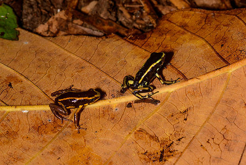 Yellow-bellied and Yellow-striped poison frog - side view, Uraba, Colombia Now here is something you don't see every day, a Yellow-bellied and Yellow-striped poison frog in a single scene. These were found a few meters apart and then placed on this leaf for a few photos, and then placed back. Going by my guide's explanation and some things I've been reading about, I'll make an attempt to explain identification, which is confusing.

On the left, in orange, is the Yellow-bellied poison frog. It comes in several variants, where orange seems unusual. Here's another observation of an orange variant:
https://www.inaturalist.org/observations/654072

The Yellow-bellied poison frogs often have yellow stripes making it look superficially similar to the Yellow-striped poison frog from this angle. To the right is the actual Yellow-striped poison frog, in yellow. You can see it is a bit larger. Furthermore, there's yellow marks on the thighs and stripes further down the hind legs.

Here's a side view comparison from different observations. Yellow-striped:
https://www.jungledragon.com/image/59863/yellow-striped_poison_frog_-_side_view_uraba_colombia.html
Yellow-bellied:

https://www.jungledragon.com/image/58878/yellow-bellied_poison_frog_-_full_body_closeup_uraba_colombia.html

Other views of this duo:

https://www.jungledragon.com/image/59871/yellow-bellied_and_yellow-striped_poison_frog_uraba_colombia.html
https://www.jungledragon.com/image/59873/yellow-bellied_and_yellow-striped_poison_frog_-_back_view_uraba_colombia.html Andinobates fulguritus,Antioquia,Colombia,Colombia Choco & Pacific region,South America,Uraba,Urab&aacute;,World,Yellow-bellied poison frog