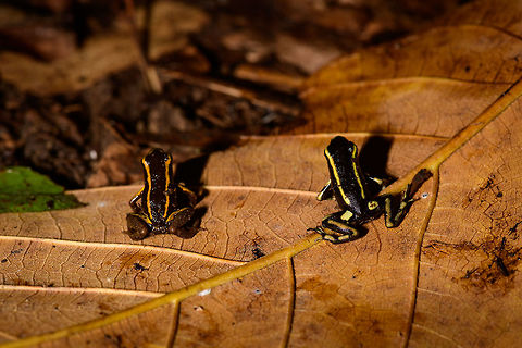 Yellow-bellied and Yellow-striped poison frog - back view, Uraba, Colombia Now here is something you don't see every day, a Yellow-bellied and Yellow-striped poison frog in a single scene. These were found a few meters apart and then placed on this leaf for a few photos, and then placed back. Going by my guide's explanation and some things I've been reading about, I'll make an attempt to explain identification, which is confusing.

On the left, in orange, is the Yellow-bellied poison frog. It comes in several variants, where orange seems unusual. Here's another observation of an orange variant:
https://www.inaturalist.org/observations/654072

The Yellow-bellied poison frogs often have yellow stripes making it look superficially similar to the Yellow-striped poison frog from this angle. To the right is the actual Yellow-striped poison frog, in yellow. You can see it is a bit larger. Furthermore, there's yellow marks on the thighs and stripes further down the hind legs.

Here's a side view comparison from different observations. Yellow-striped:
https://www.jungledragon.com/image/59863/yellow-striped_poison_frog_-_side_view_uraba_colombia.html
Yellow-bellied:

https://www.jungledragon.com/image/58878/yellow-bellied_poison_frog_-_full_body_closeup_uraba_colombia.html

Other views of this duo:

https://www.jungledragon.com/image/59872/yellow-bellied_and_yellow-striped_poison_frog_-_side_view_uraba_colombia.html
https://www.jungledragon.com/image/59871/yellow-bellied_and_yellow-striped_poison_frog_uraba_colombia.html Andinobates fulguritus,Antioquia,Colombia,Colombia Choco & Pacific region,South America,Uraba,Urab&aacute;,World,Yellow-bellied poison frog